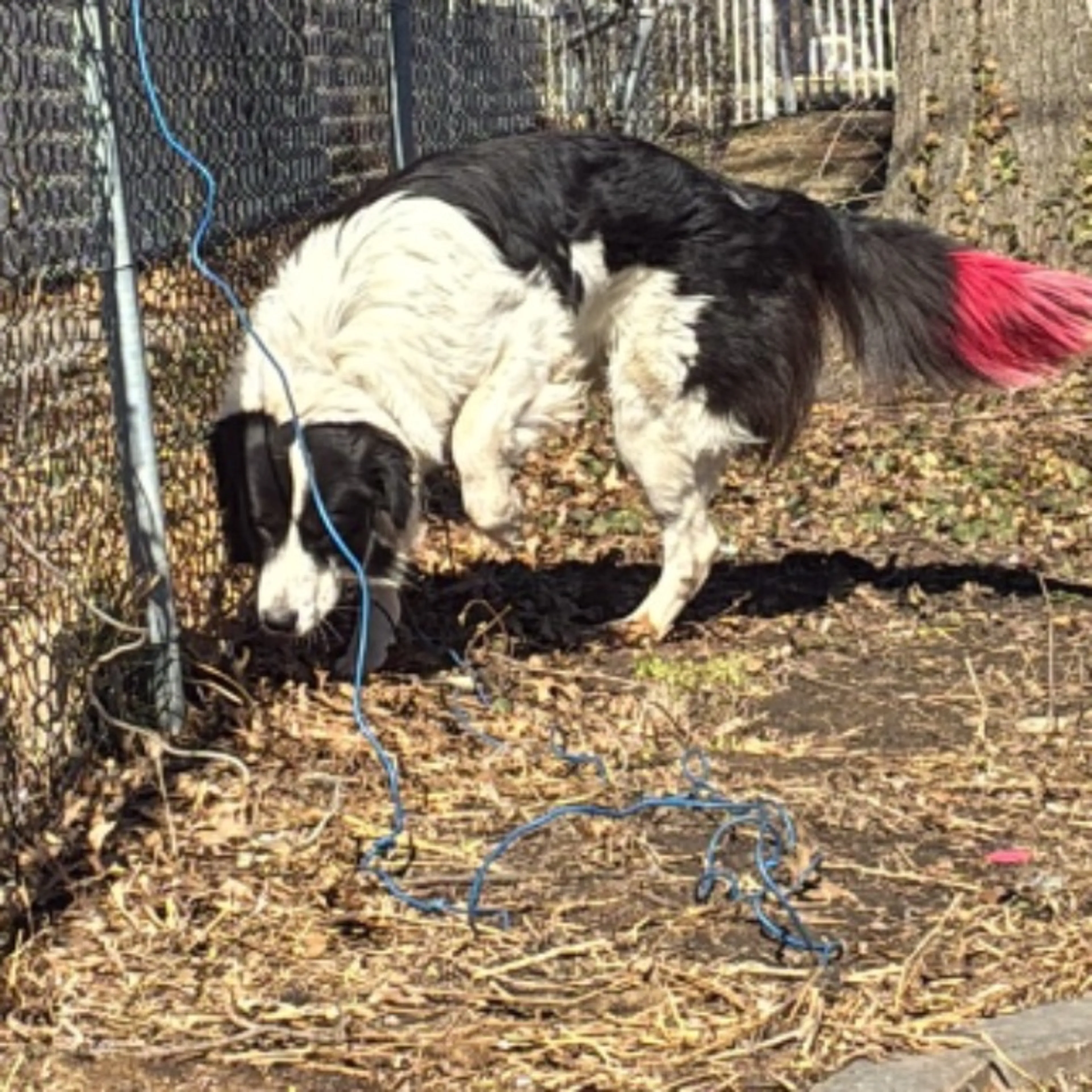 Lost pet