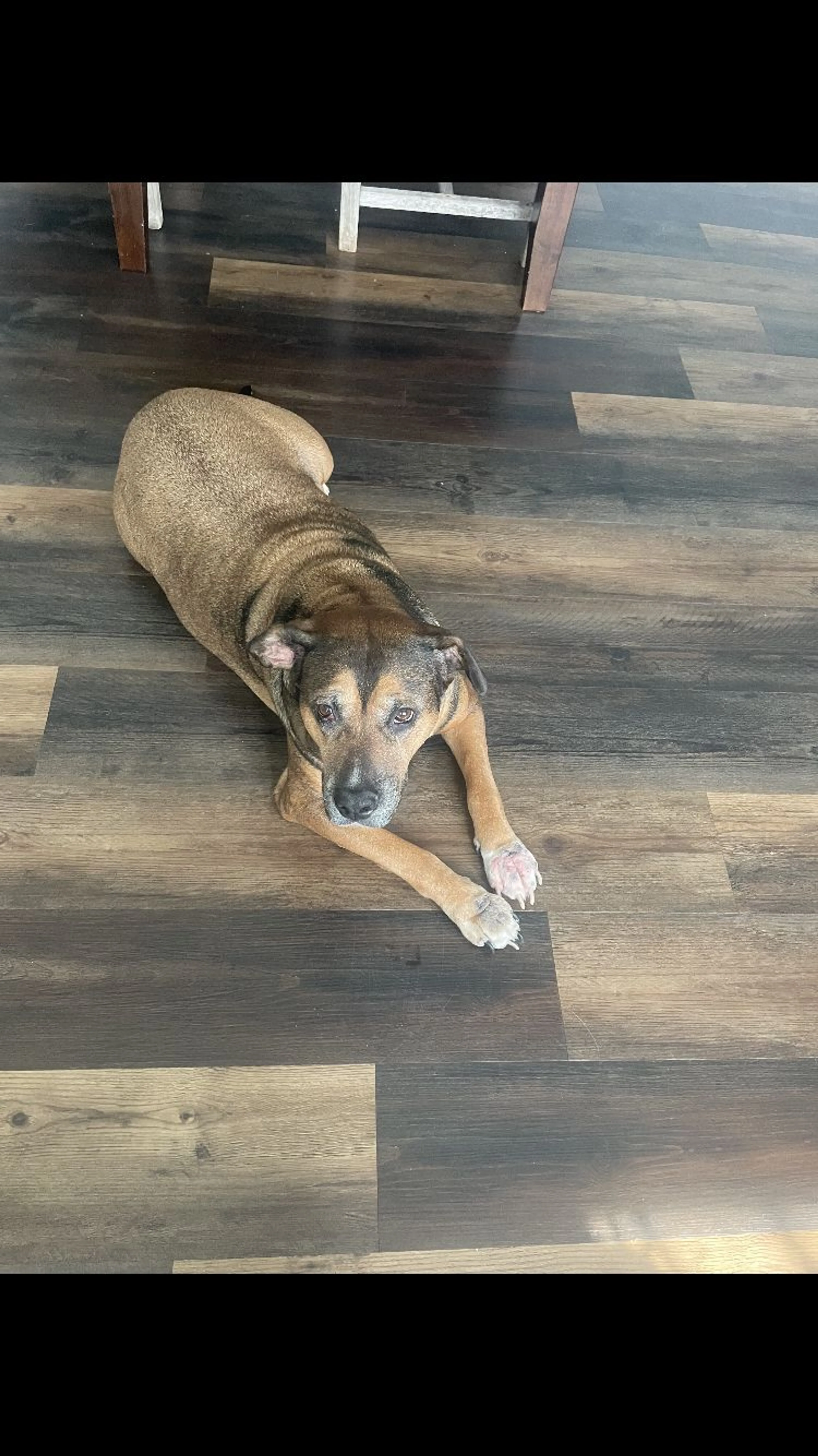 Lost pet