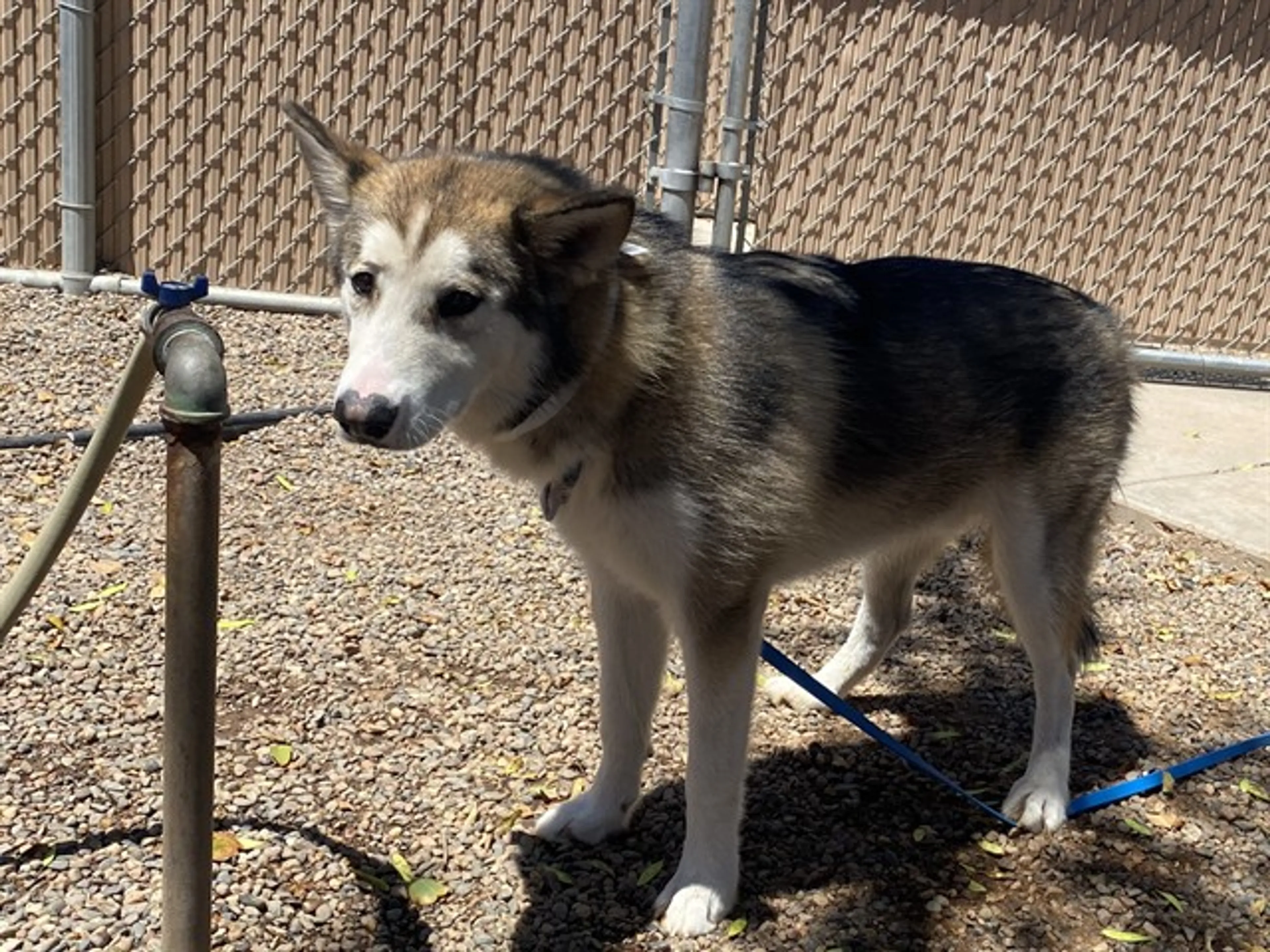 Found pet