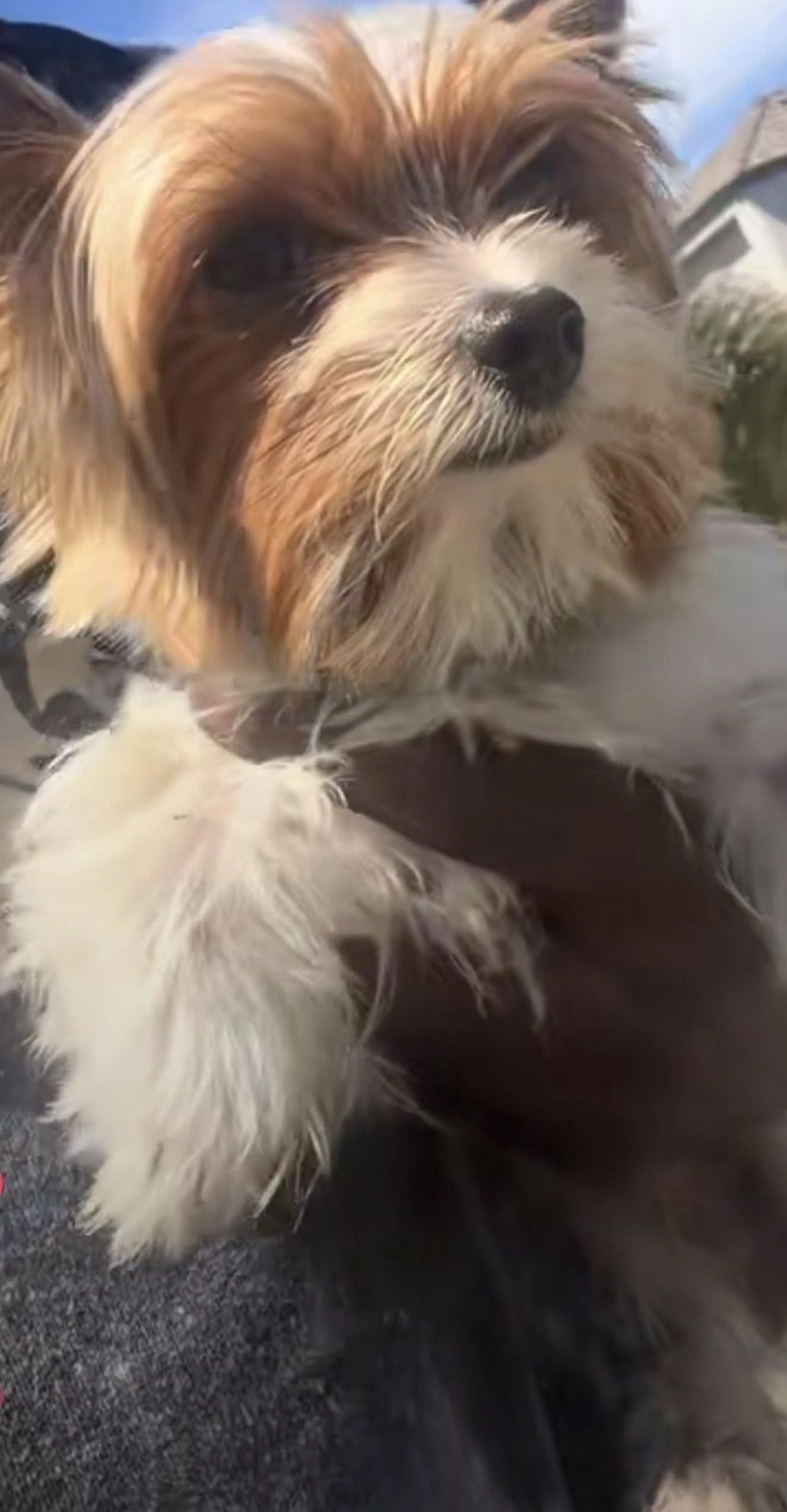 Lost pet