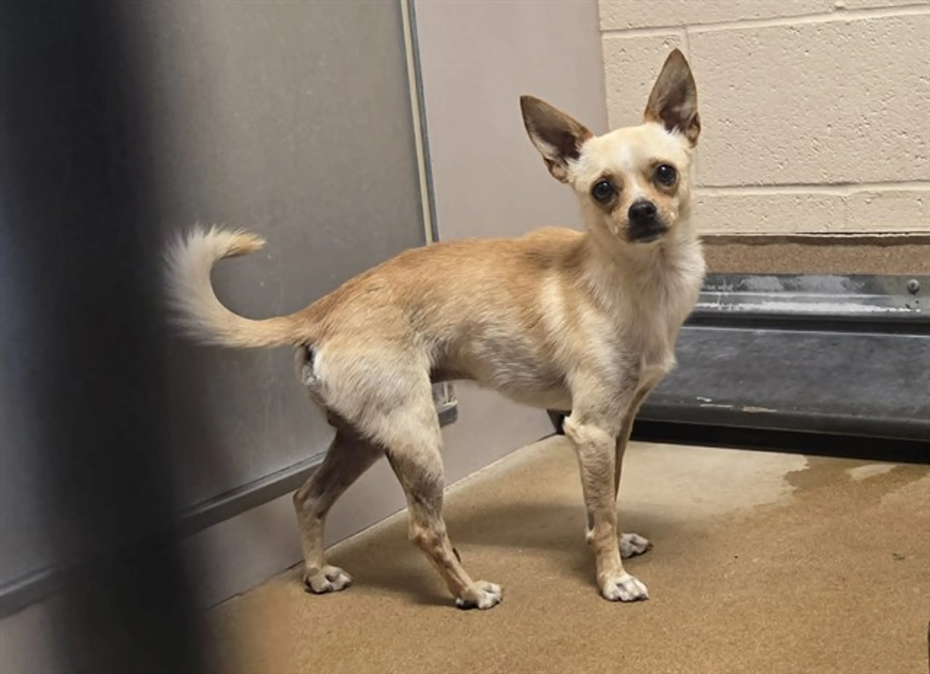 Found pet