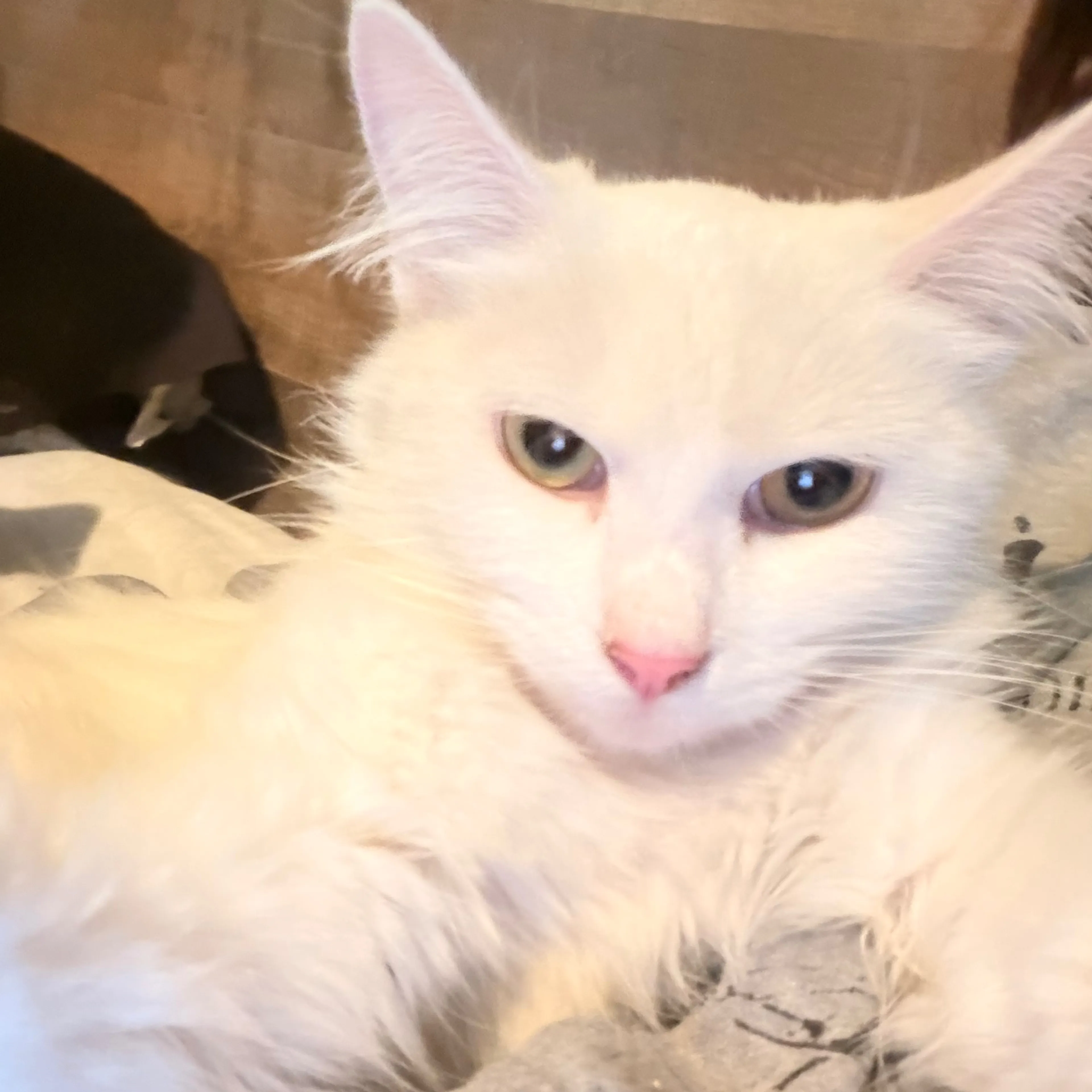 Lost pet-1