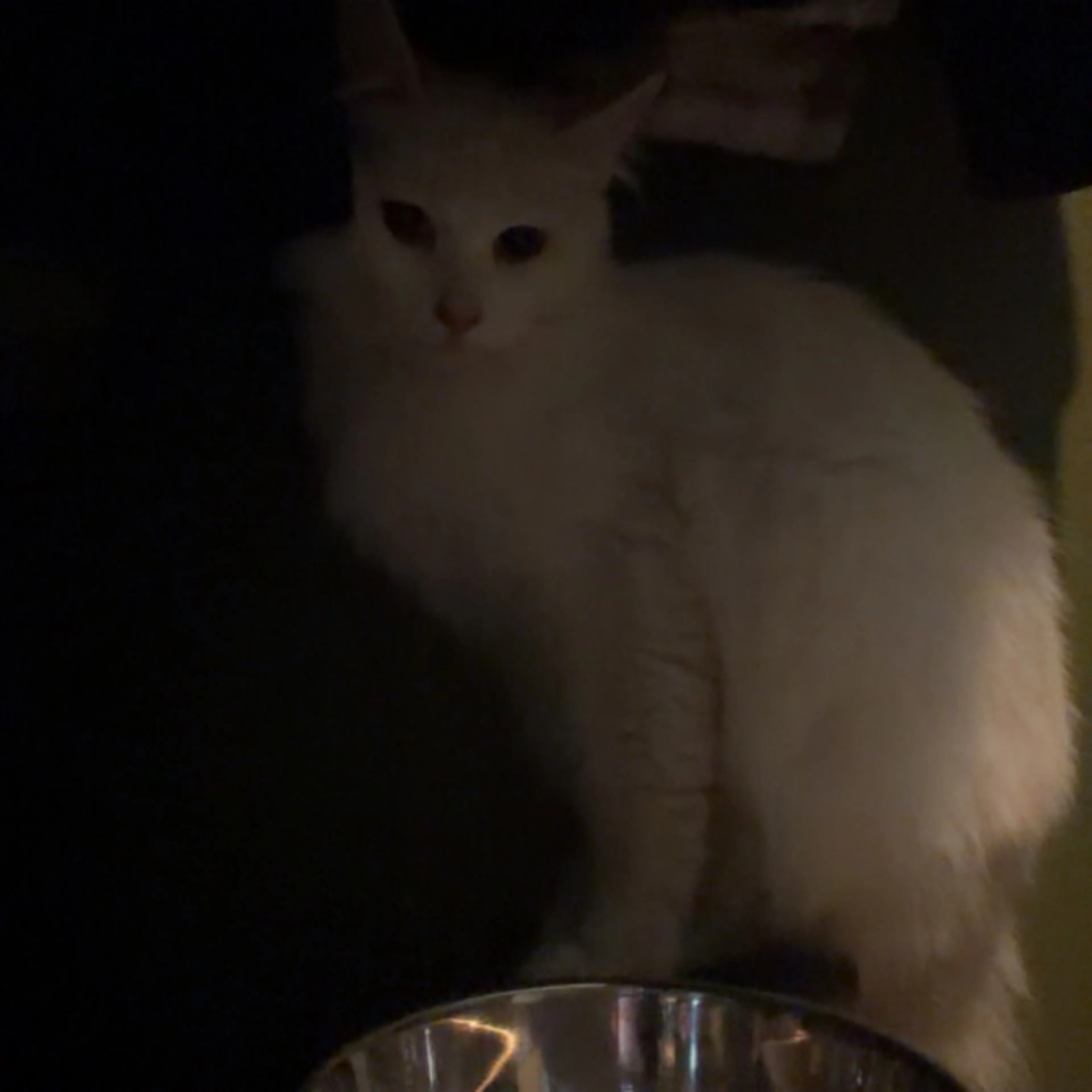 Lost pet-0