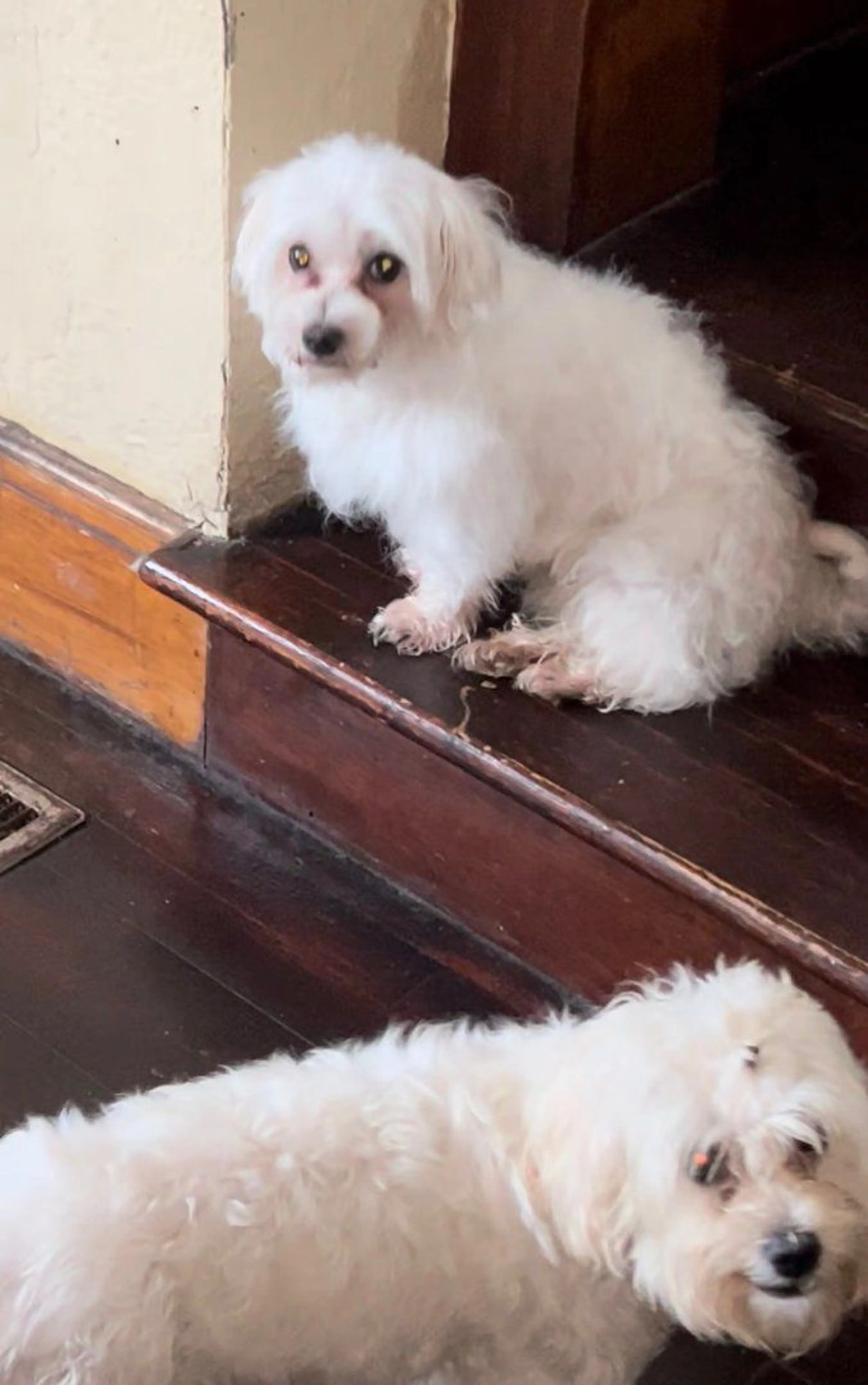 Lost pet
