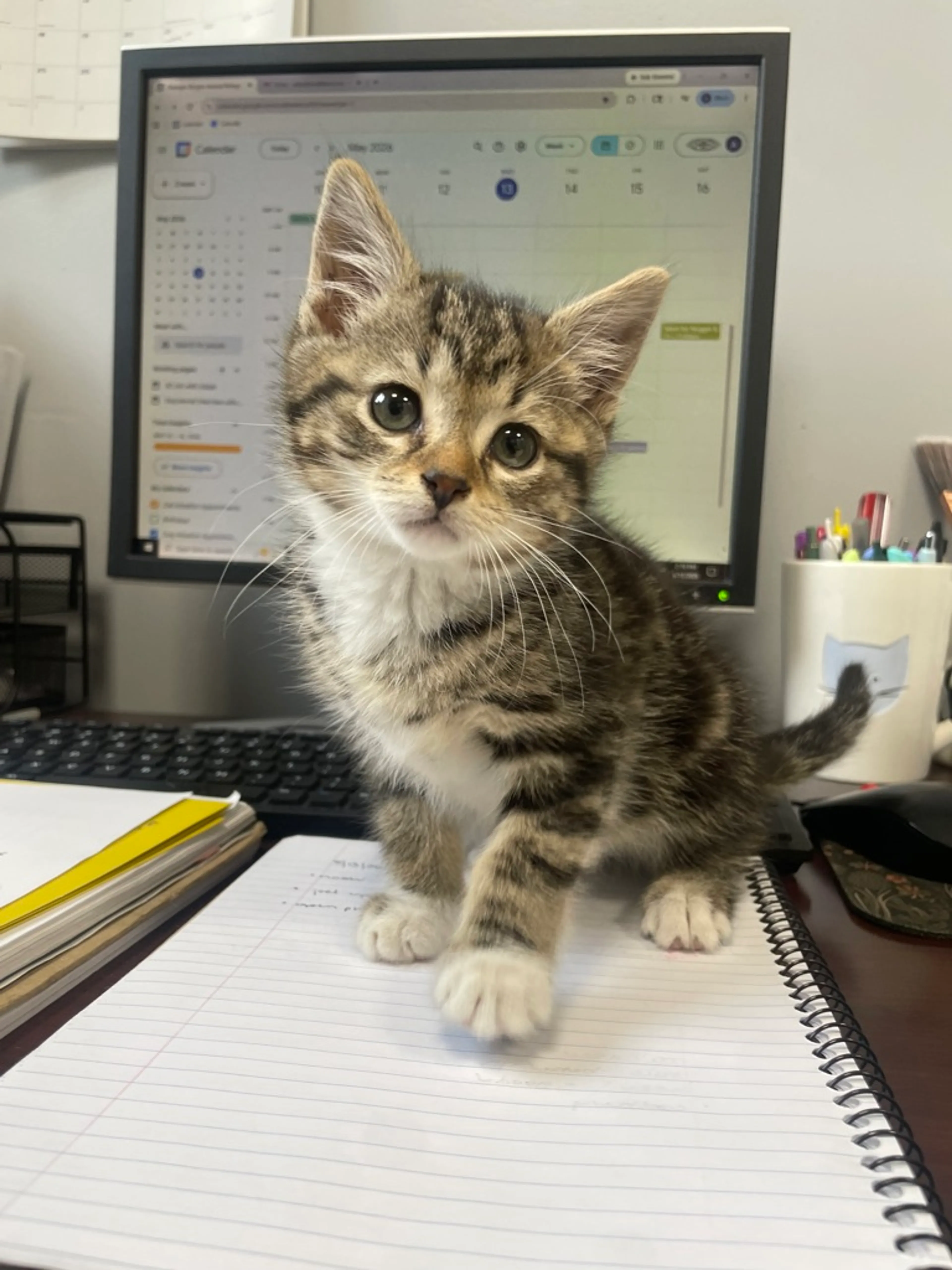 Found pet-0