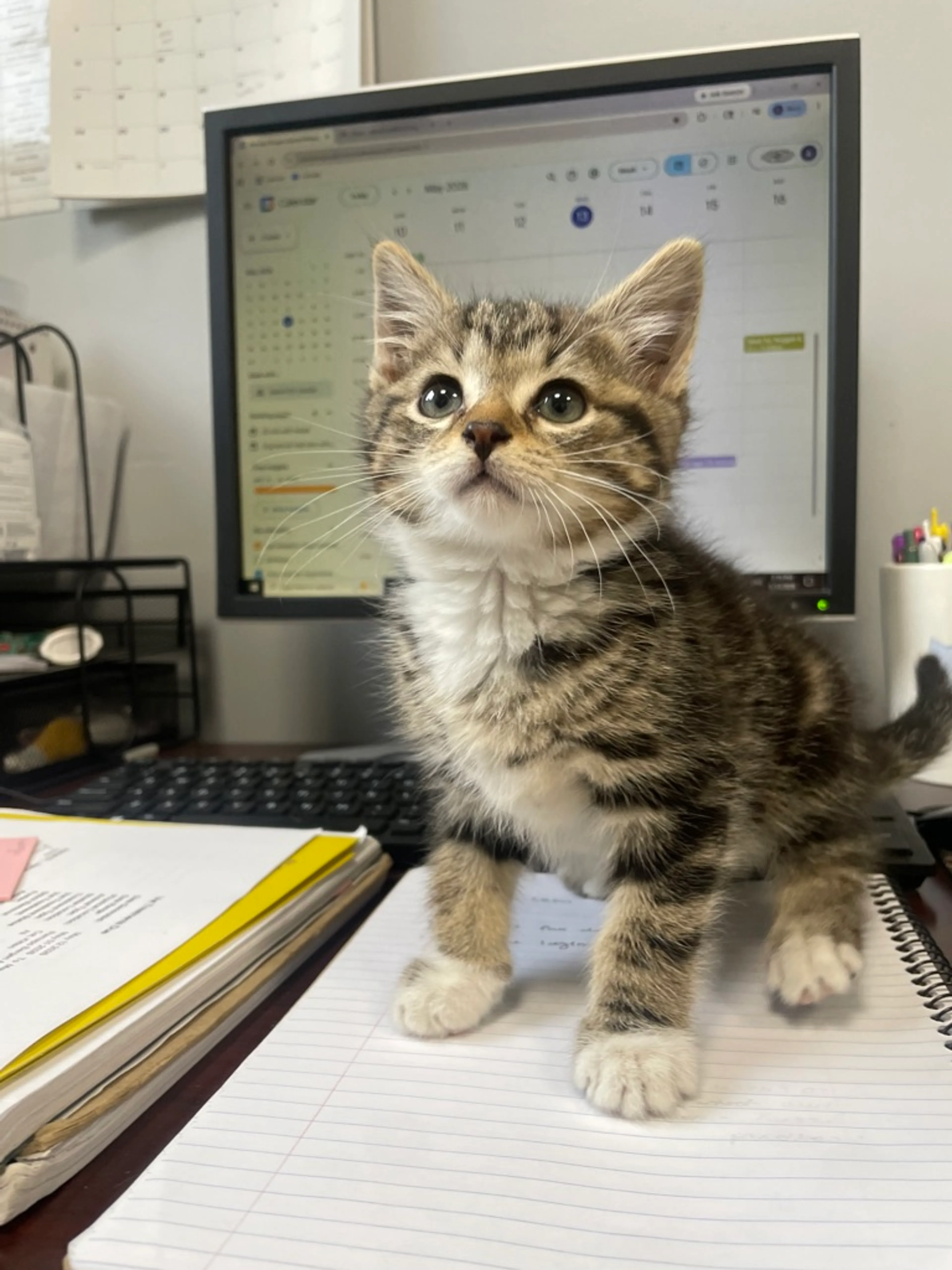 Found pet-1