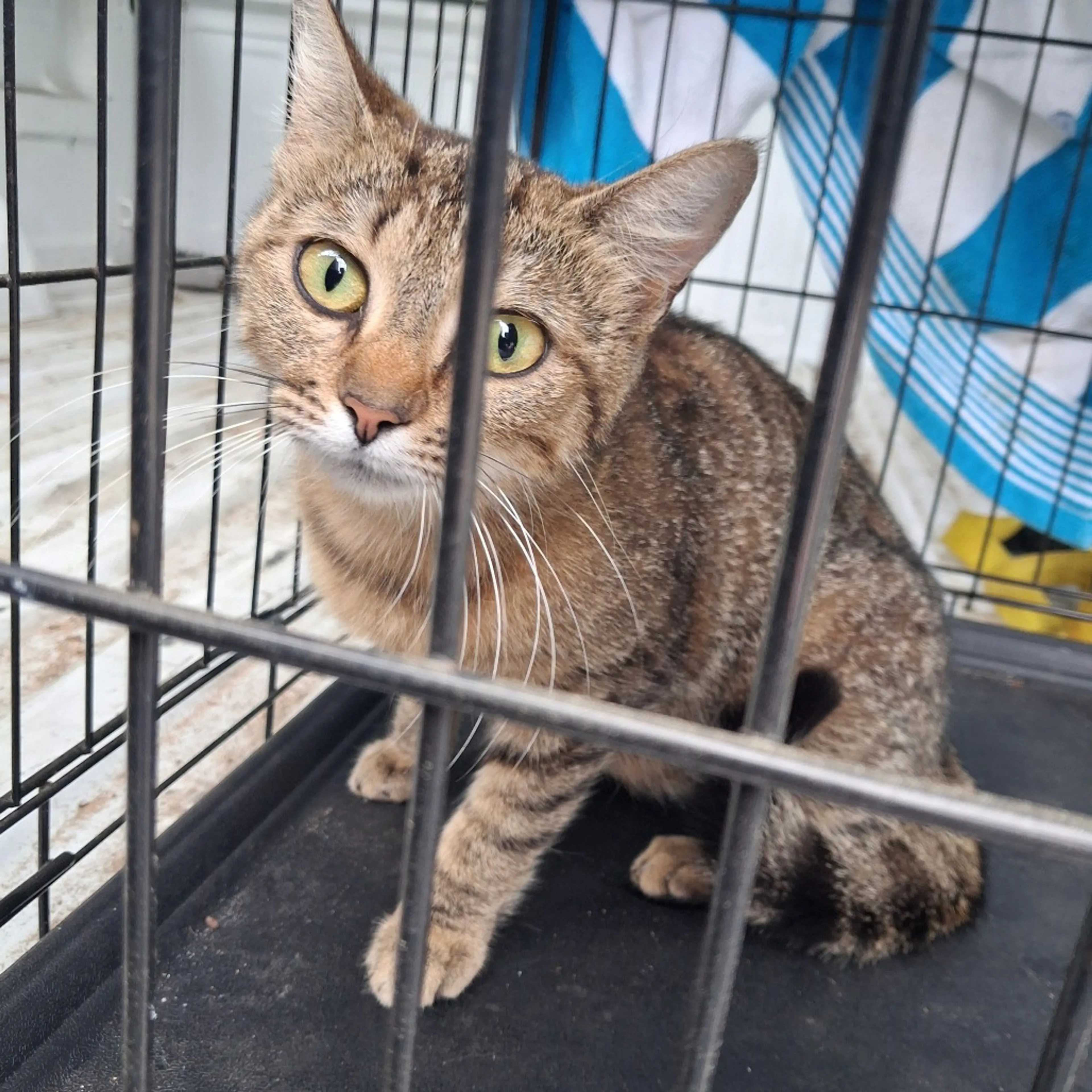 Found pet-1