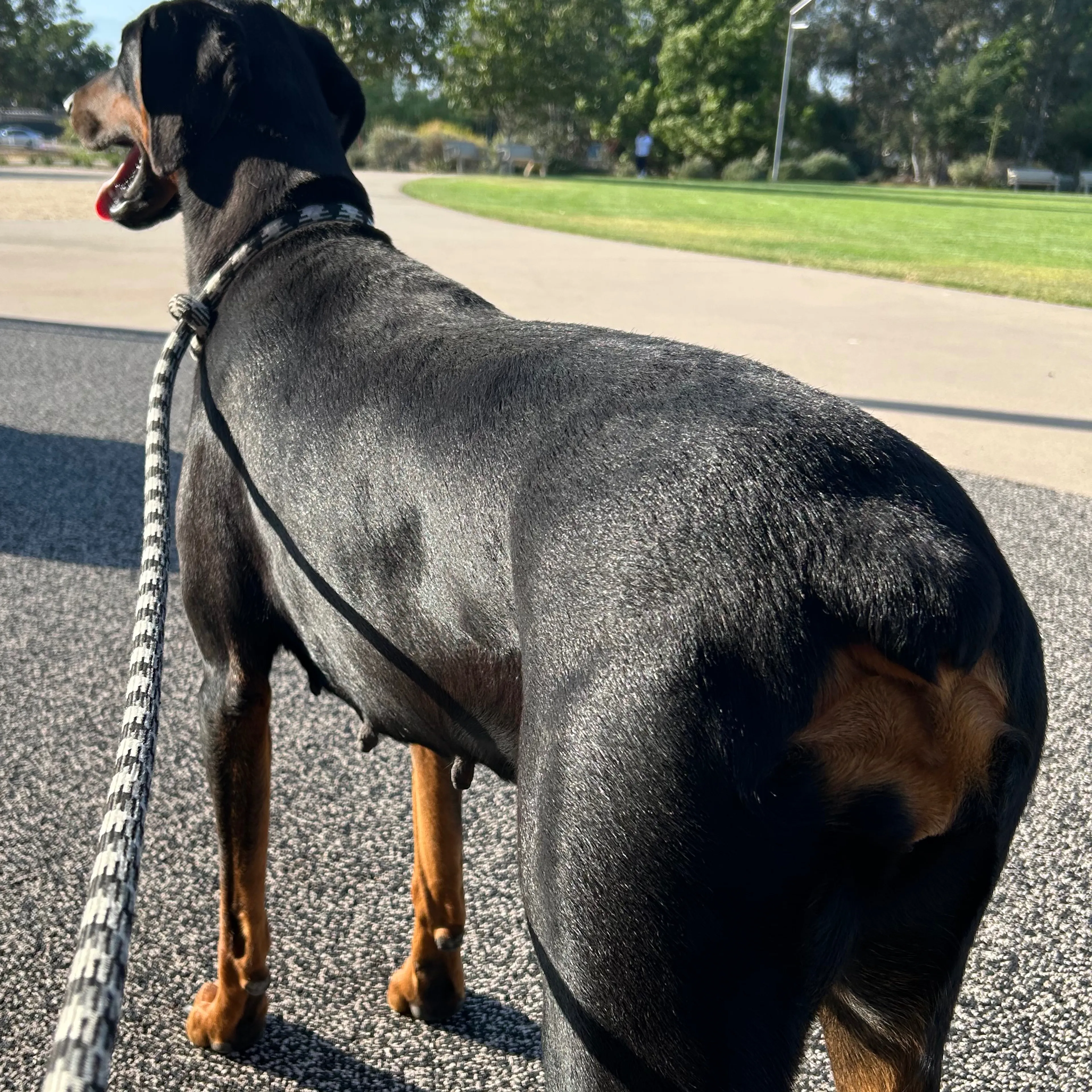 Lost pet-1