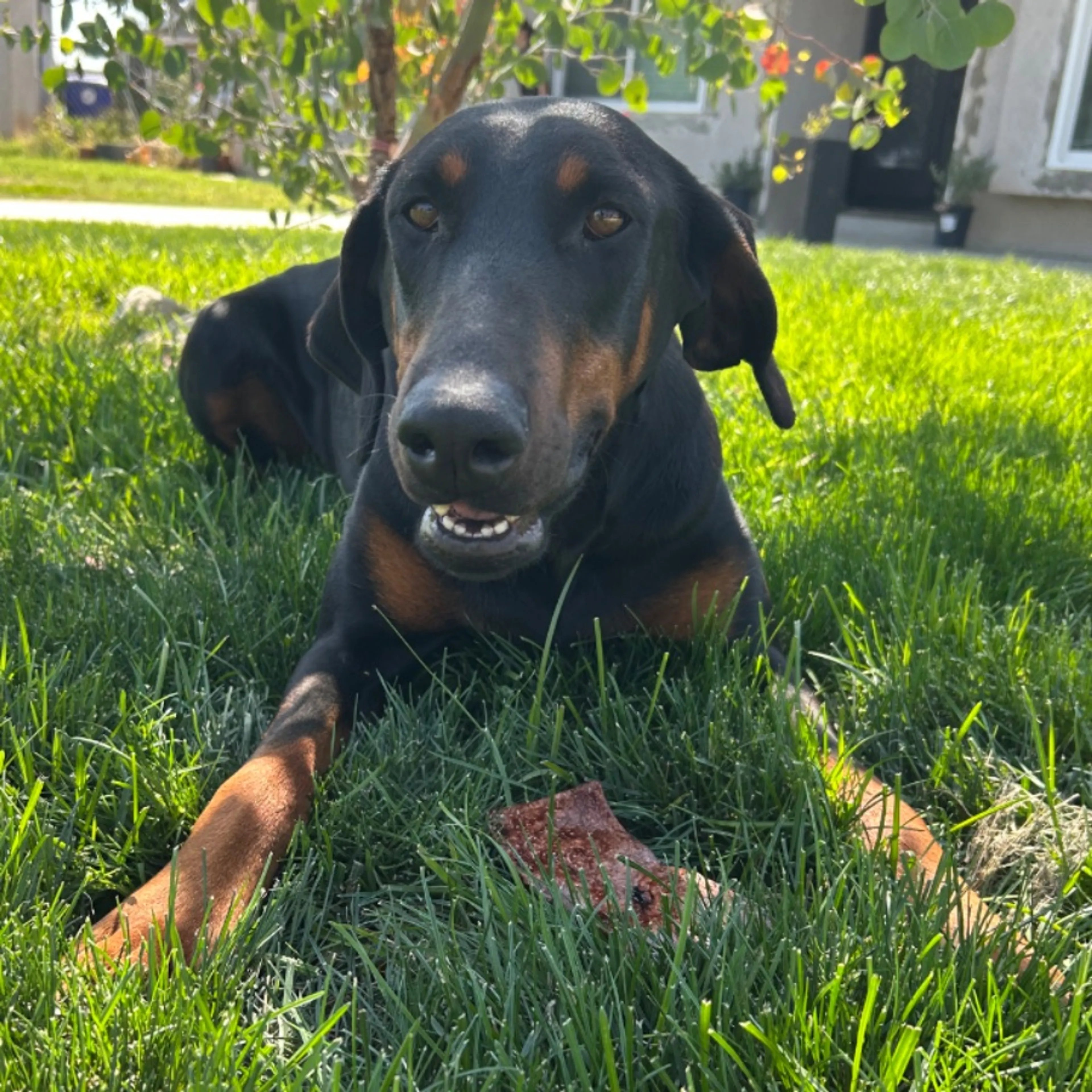 Lost pet-0