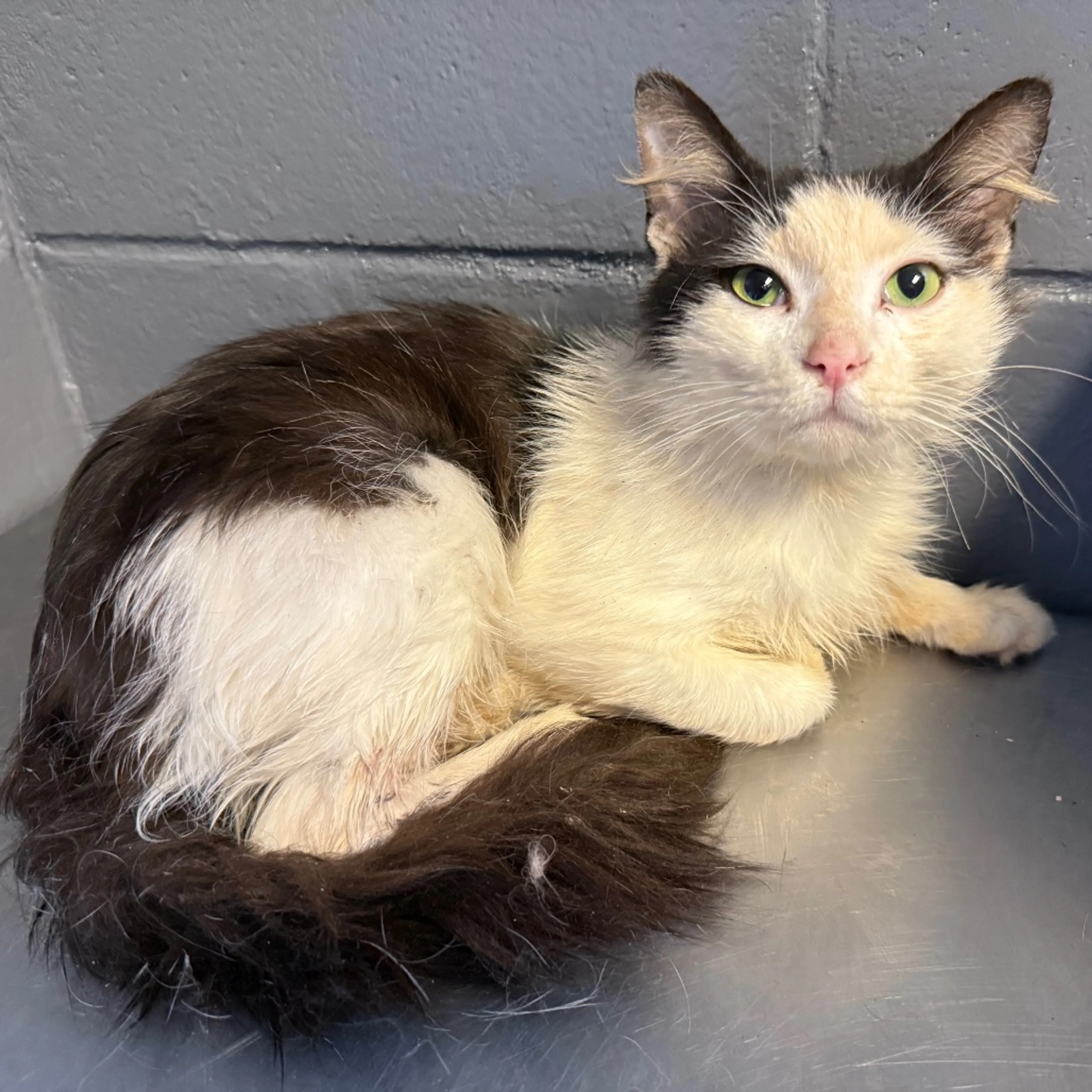 Found pet-1