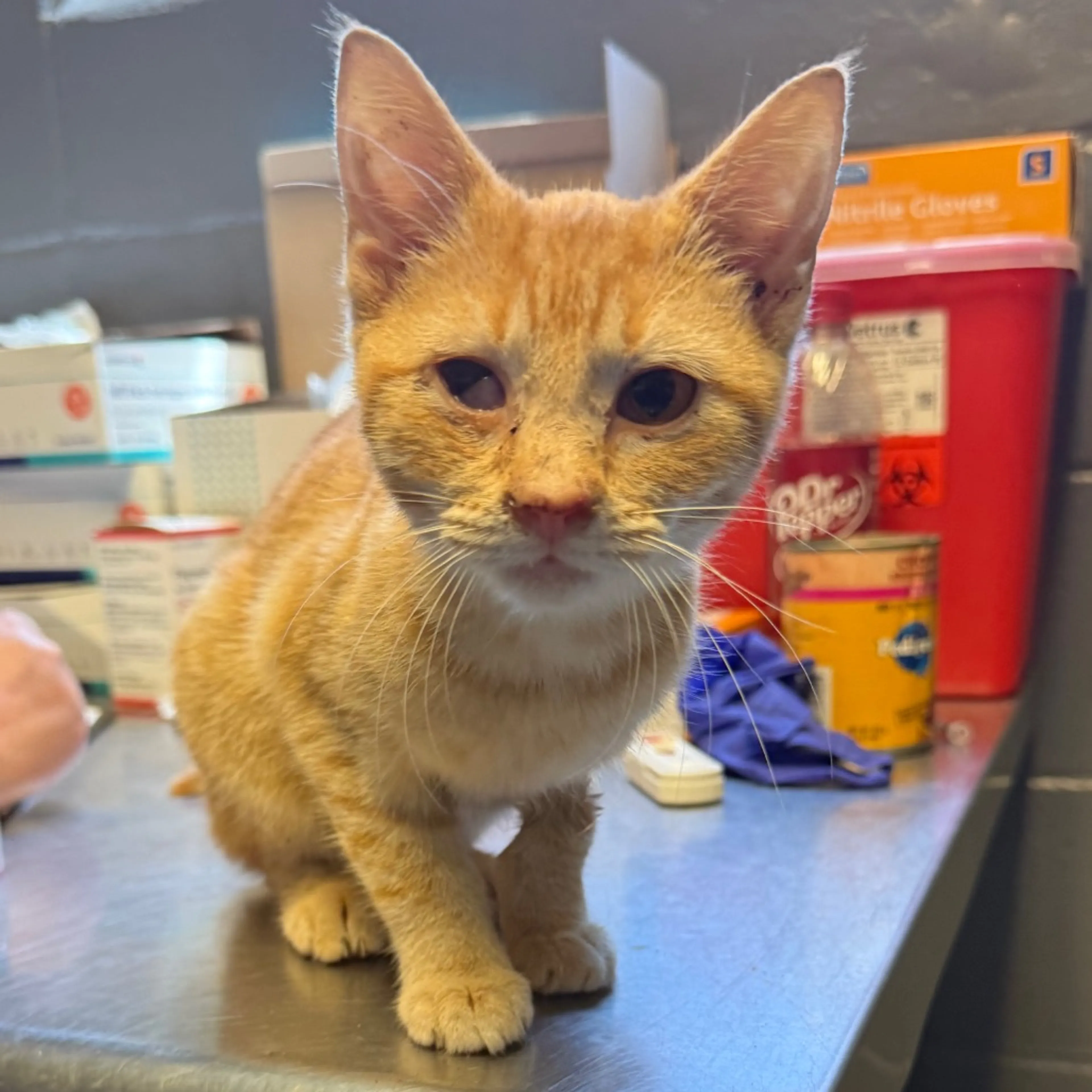 Found pet