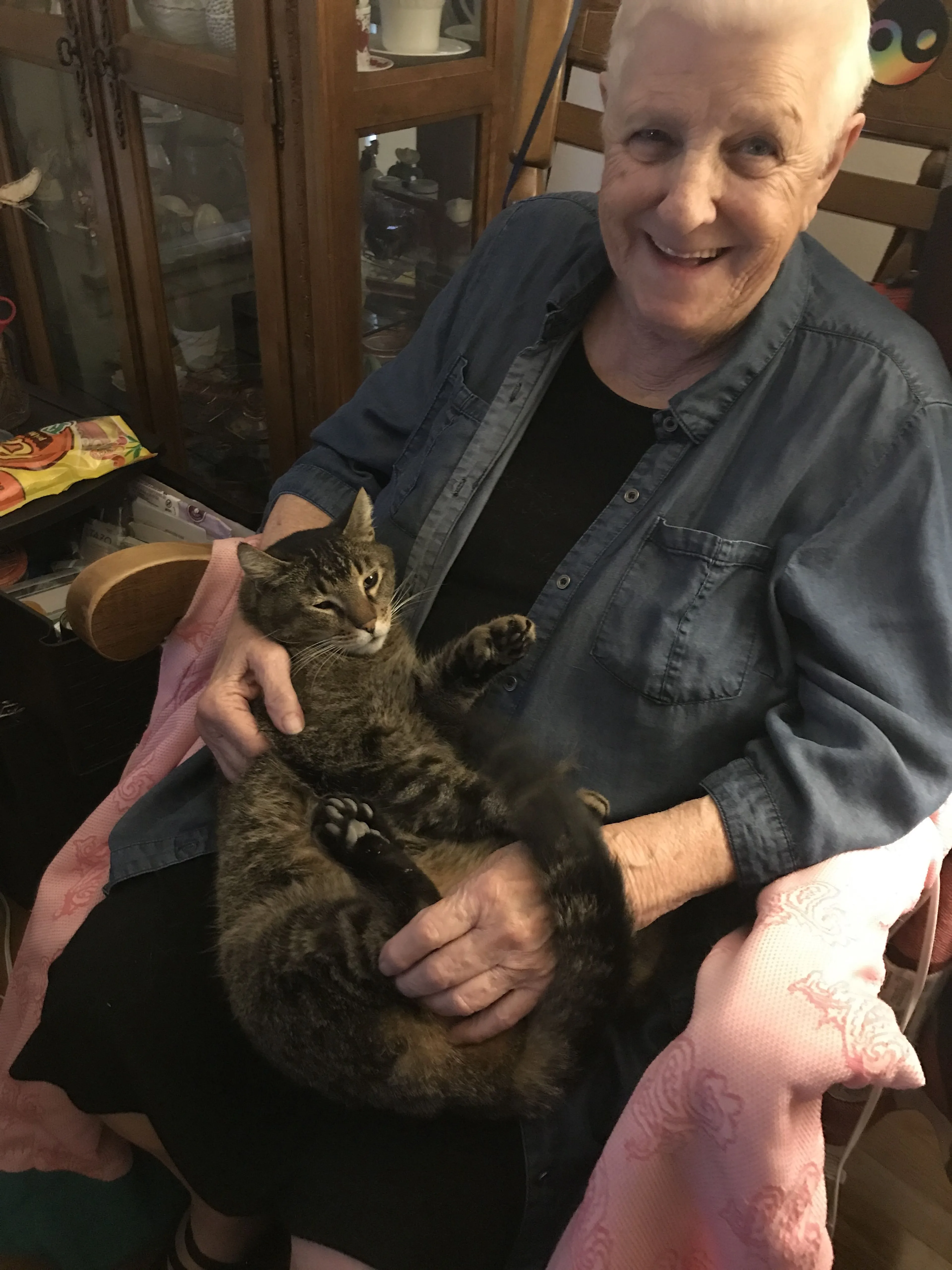 Lost pet-1