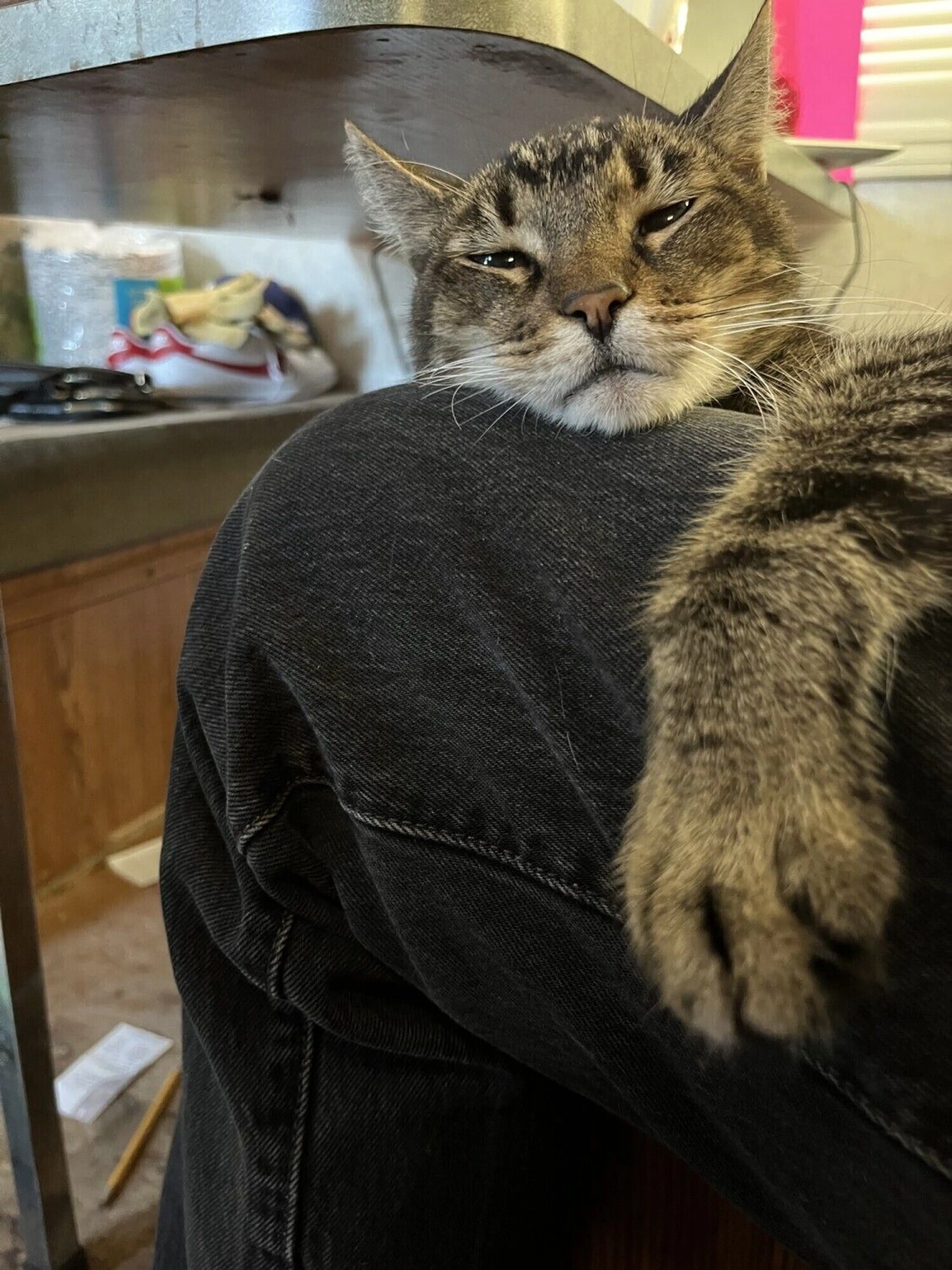 Lost pet-0