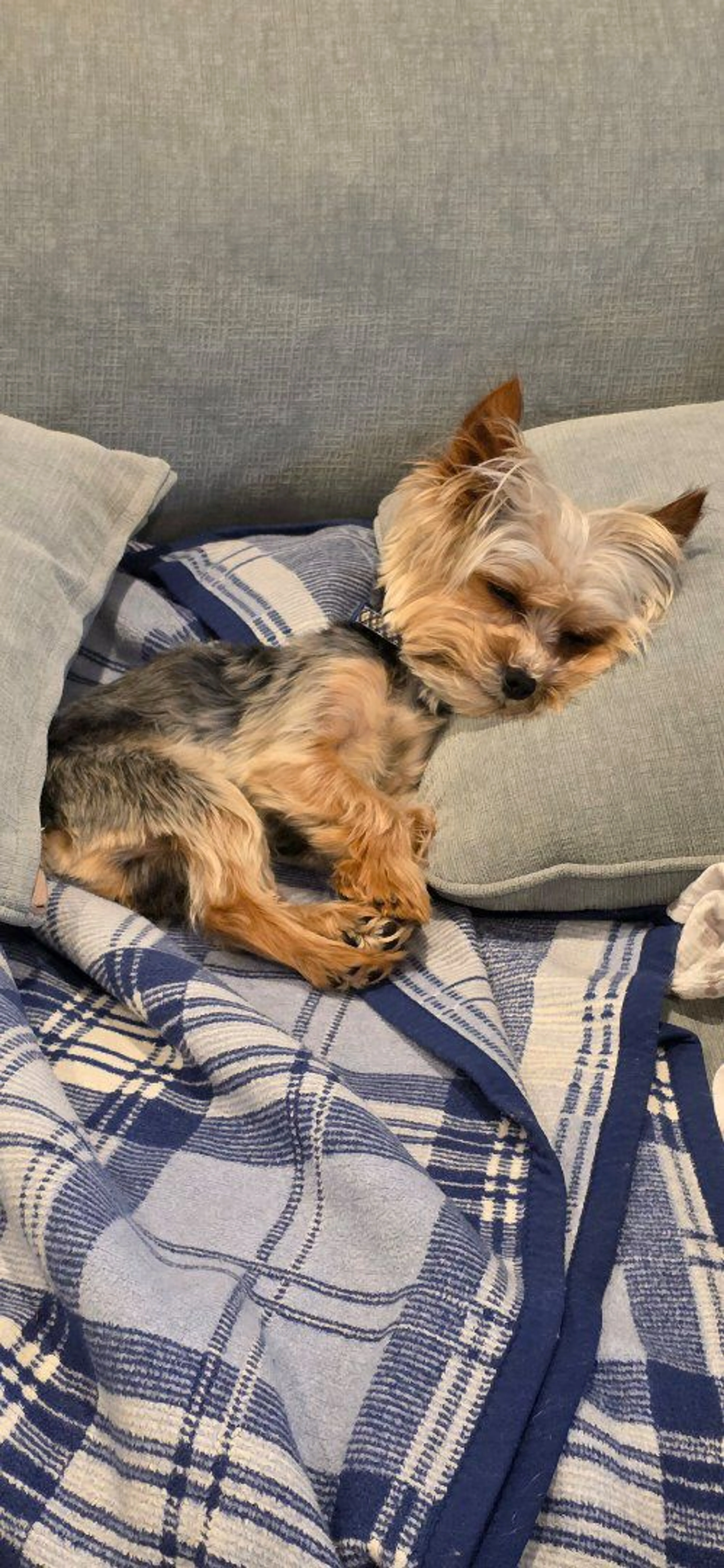 Lost pet
