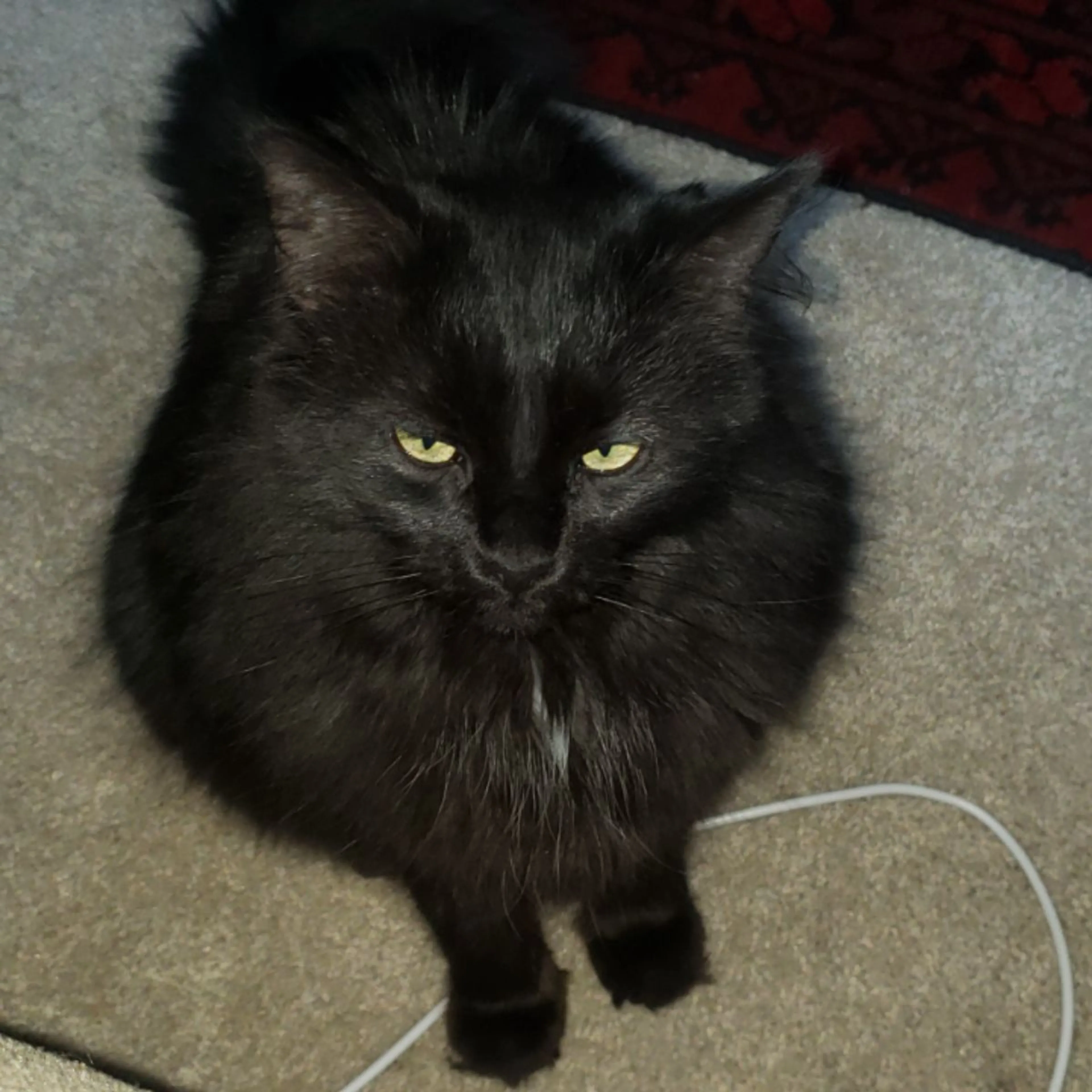 Lost pet