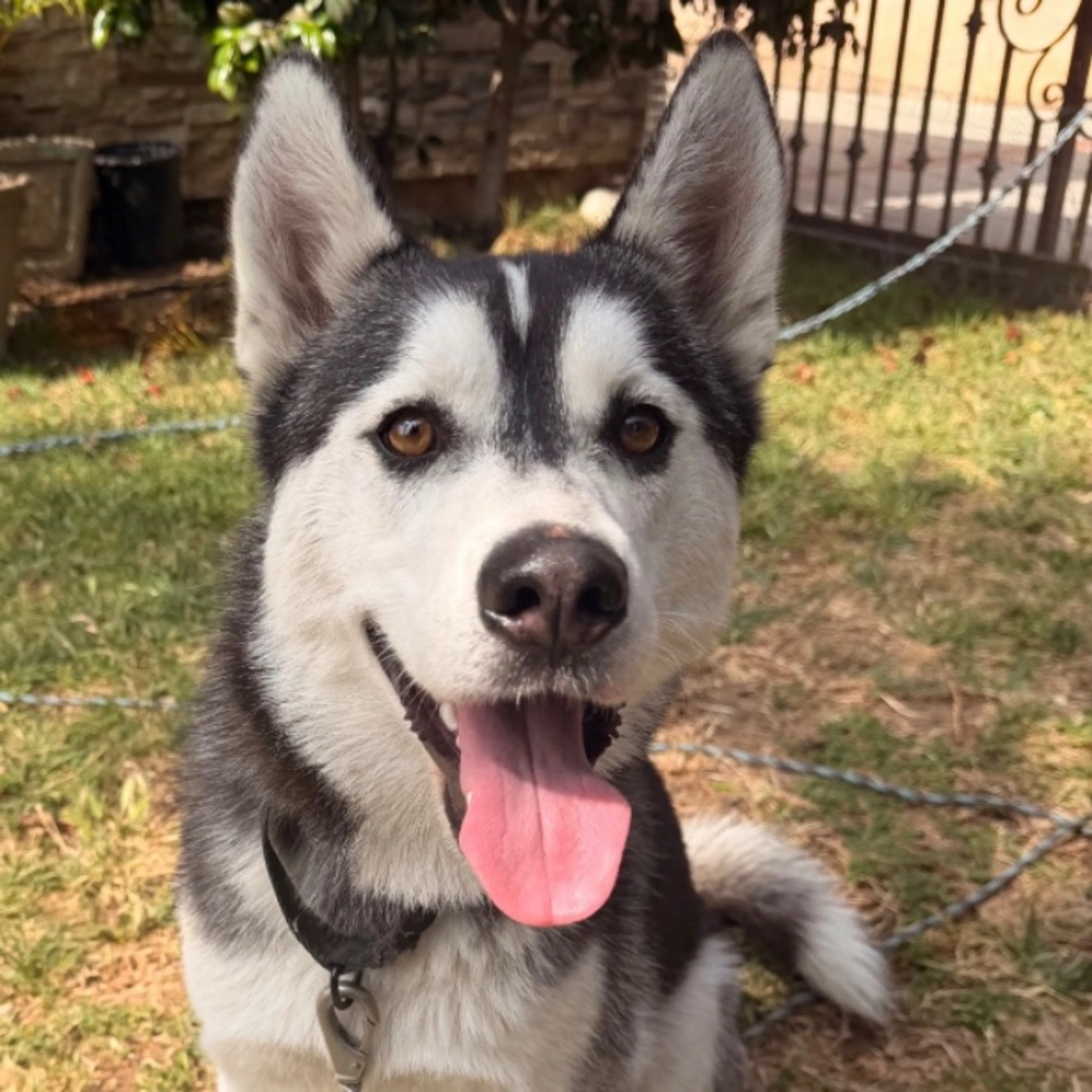 Found pet