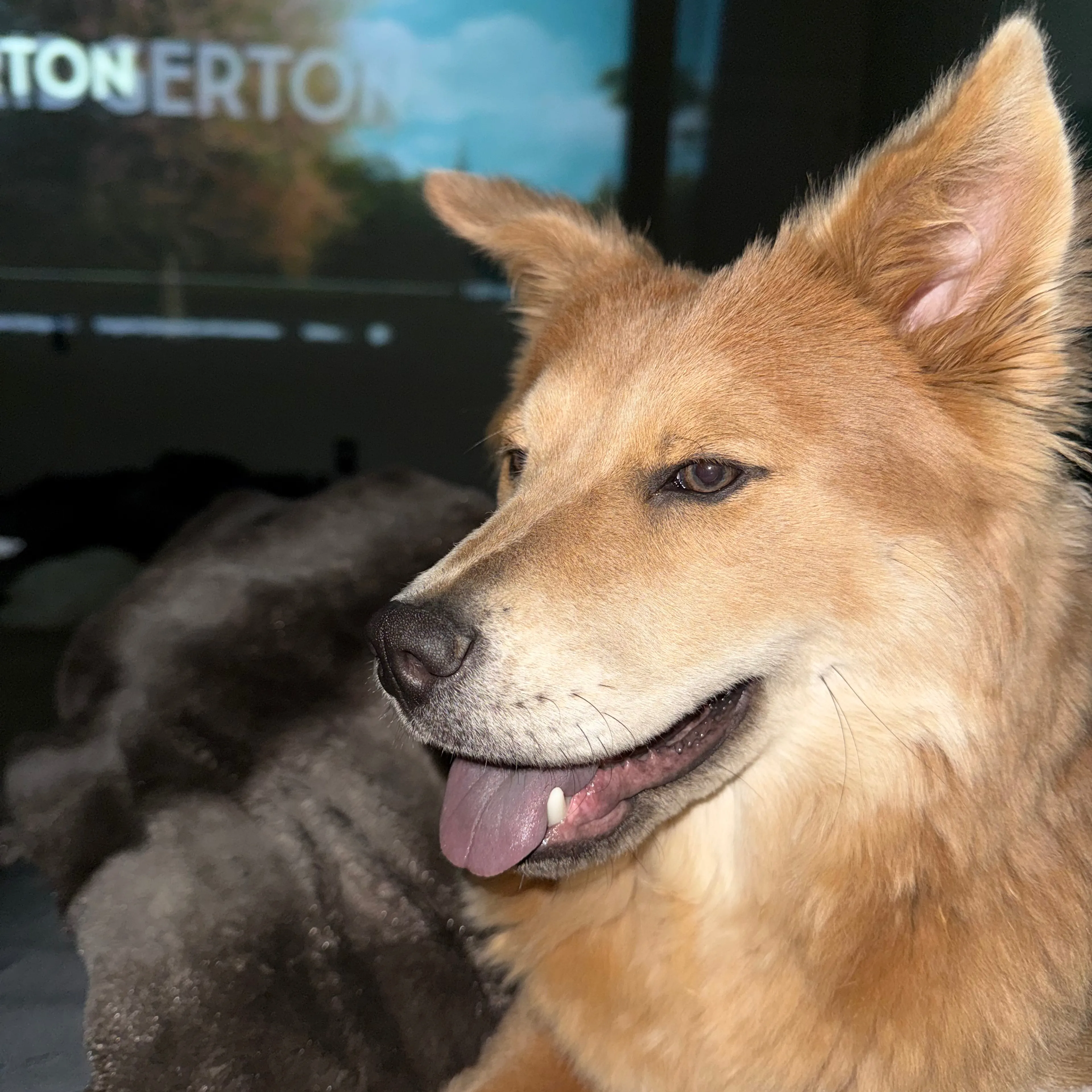 Lost pet-2
