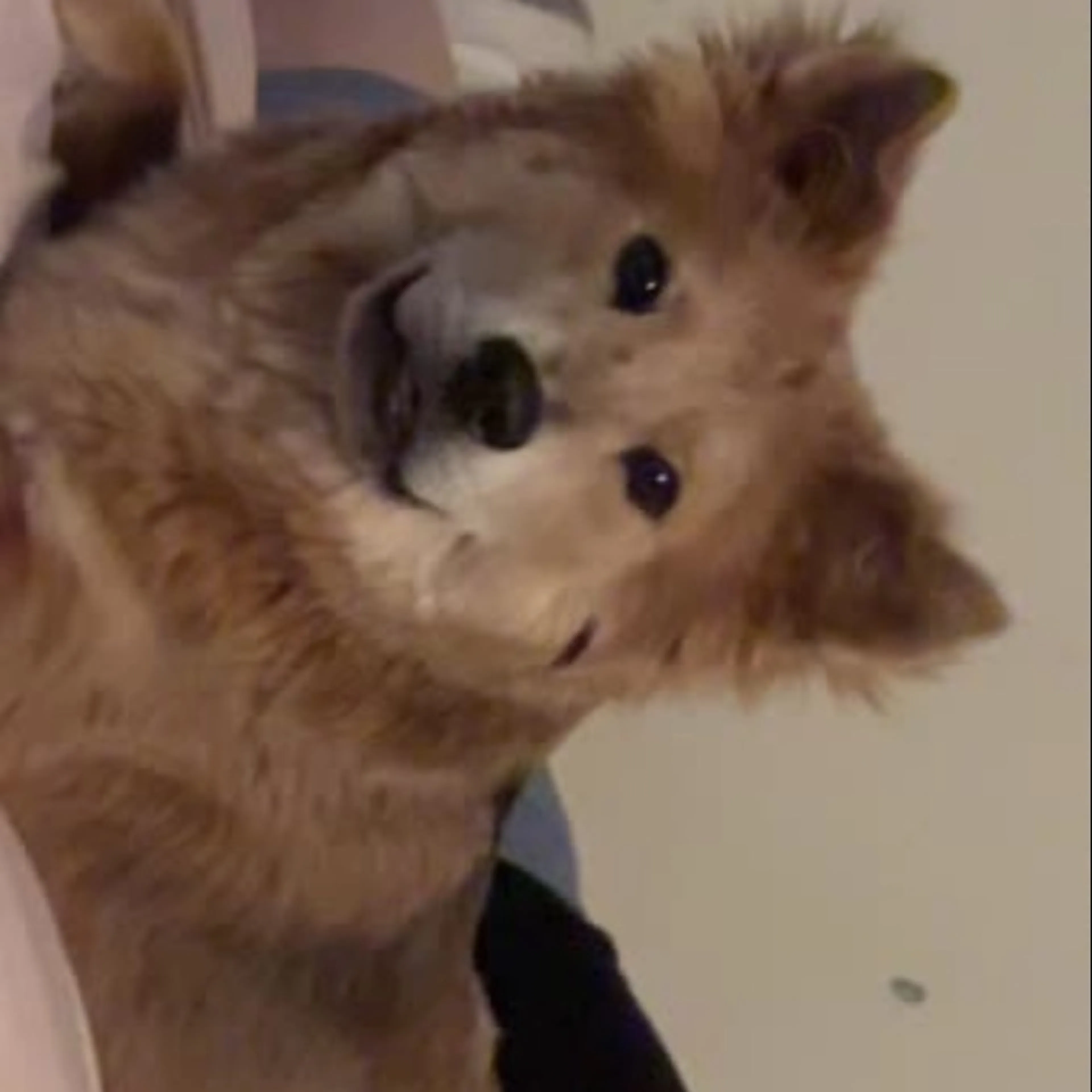Lost pet-0