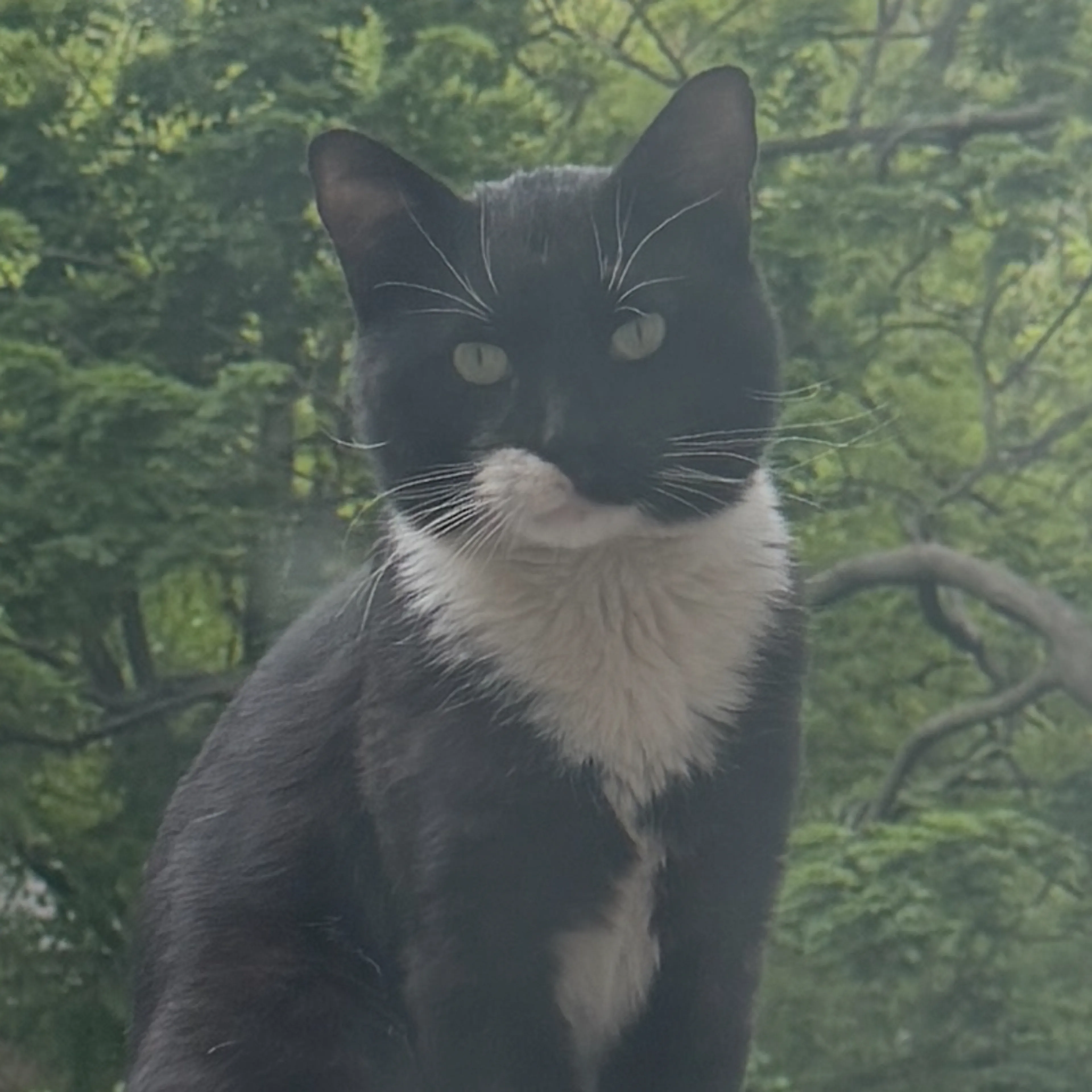 Found pet-1