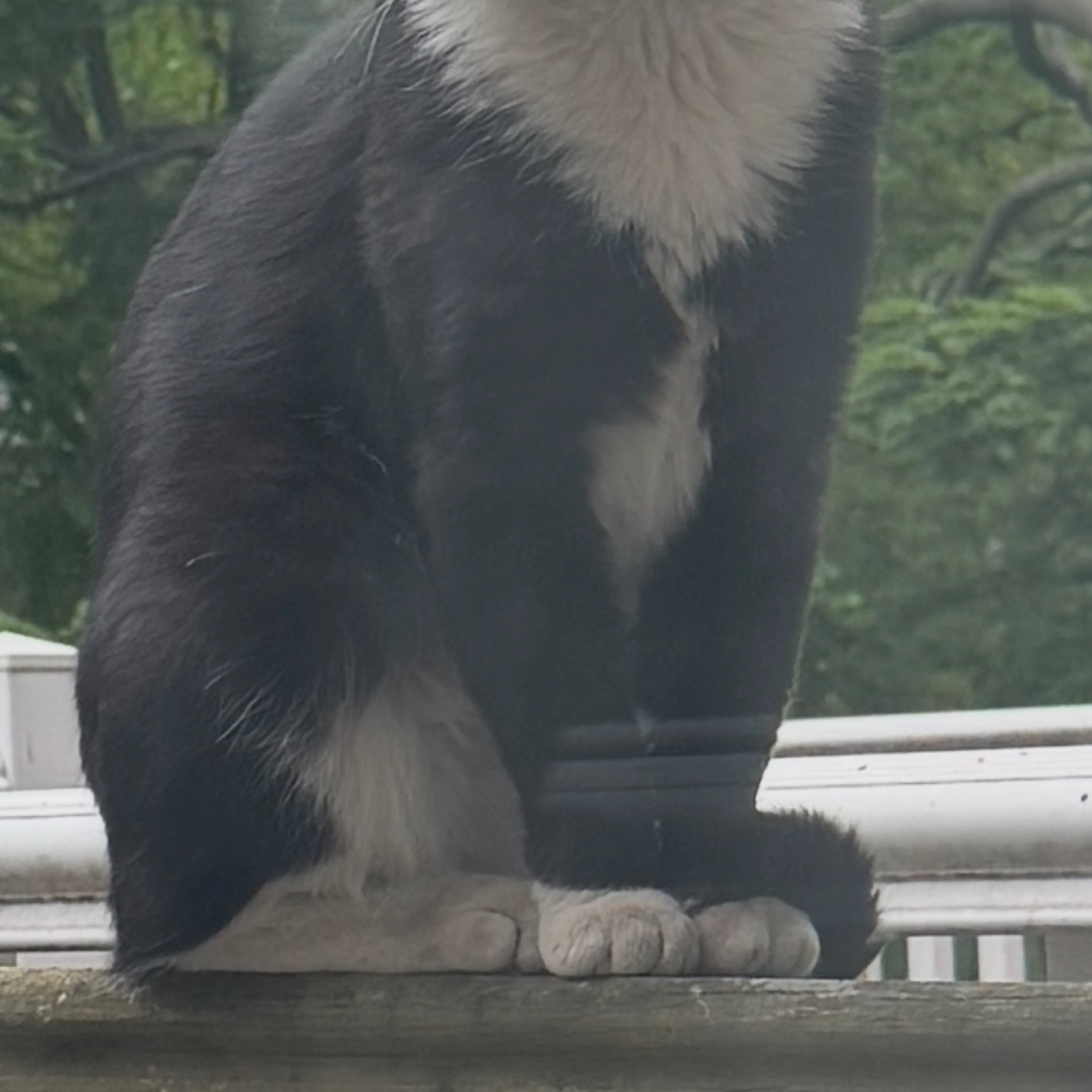 Found pet-2