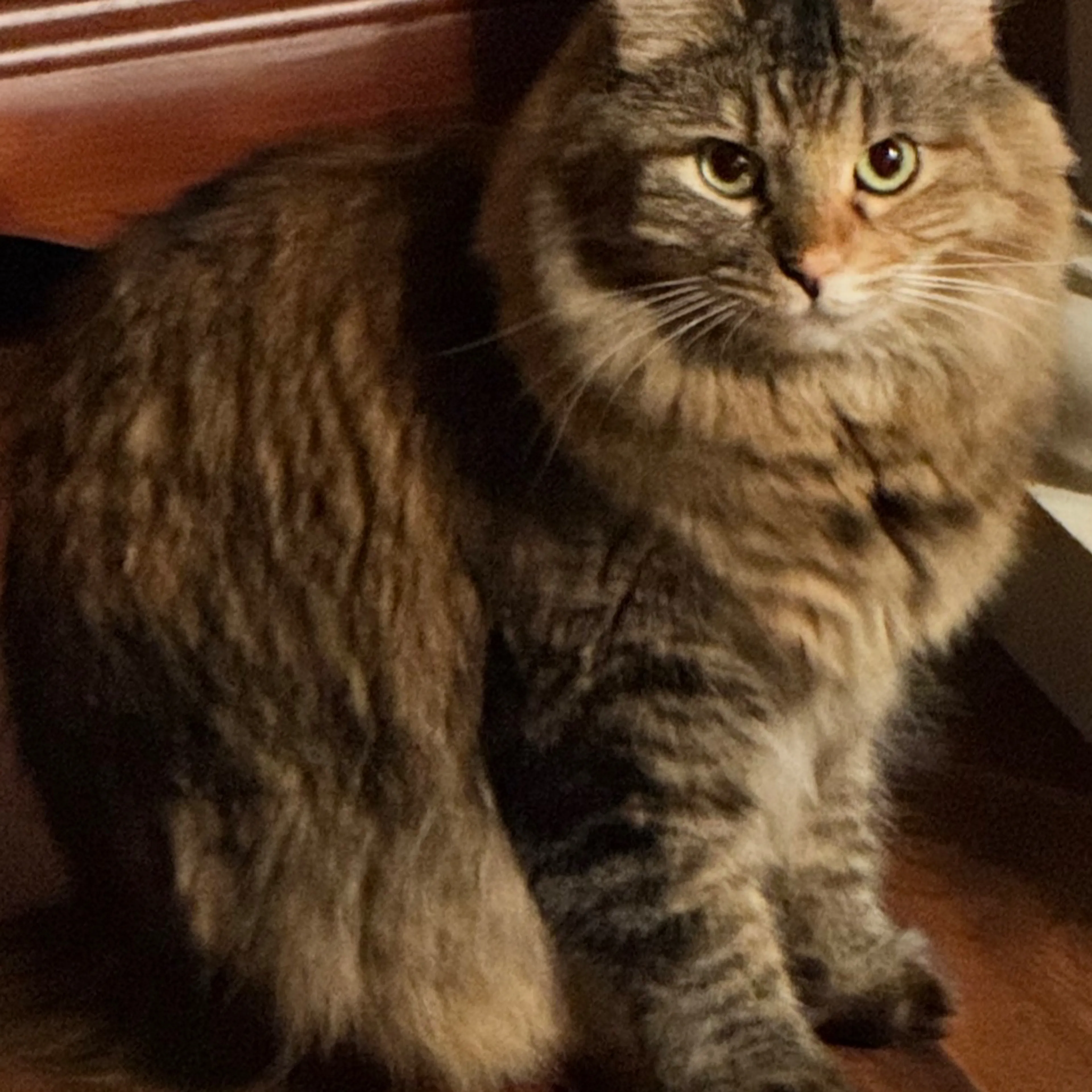 Lost pet-1