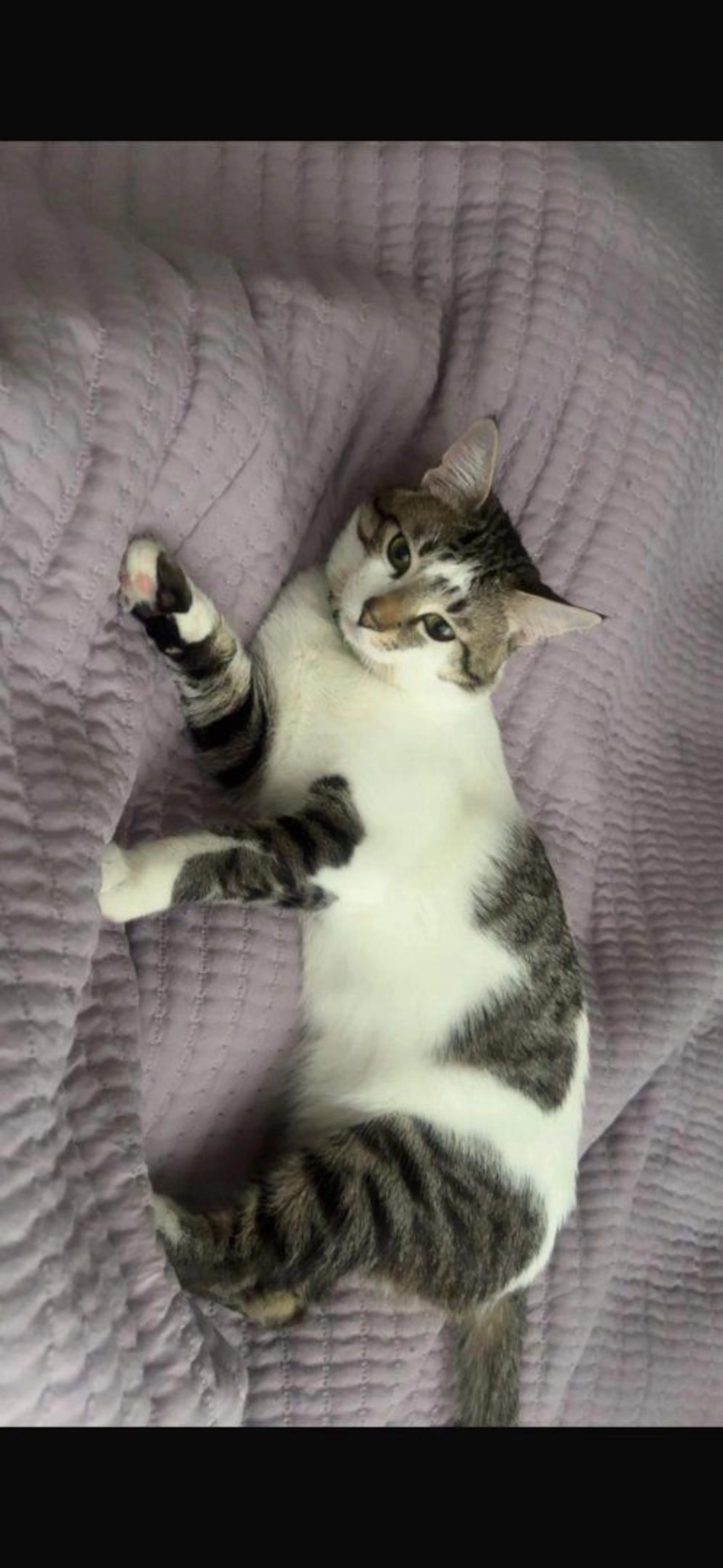 Lost pet