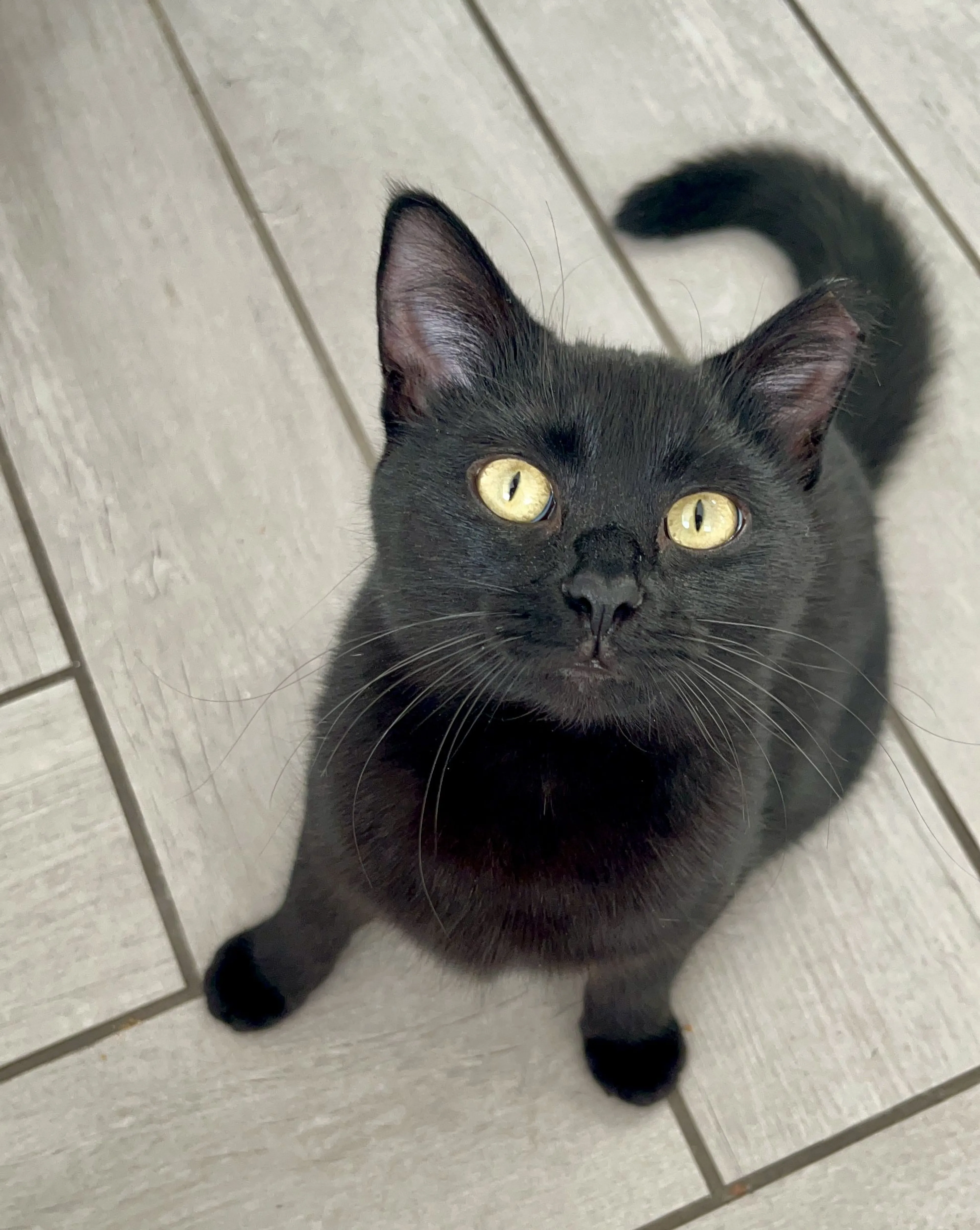 Lost pet-2
