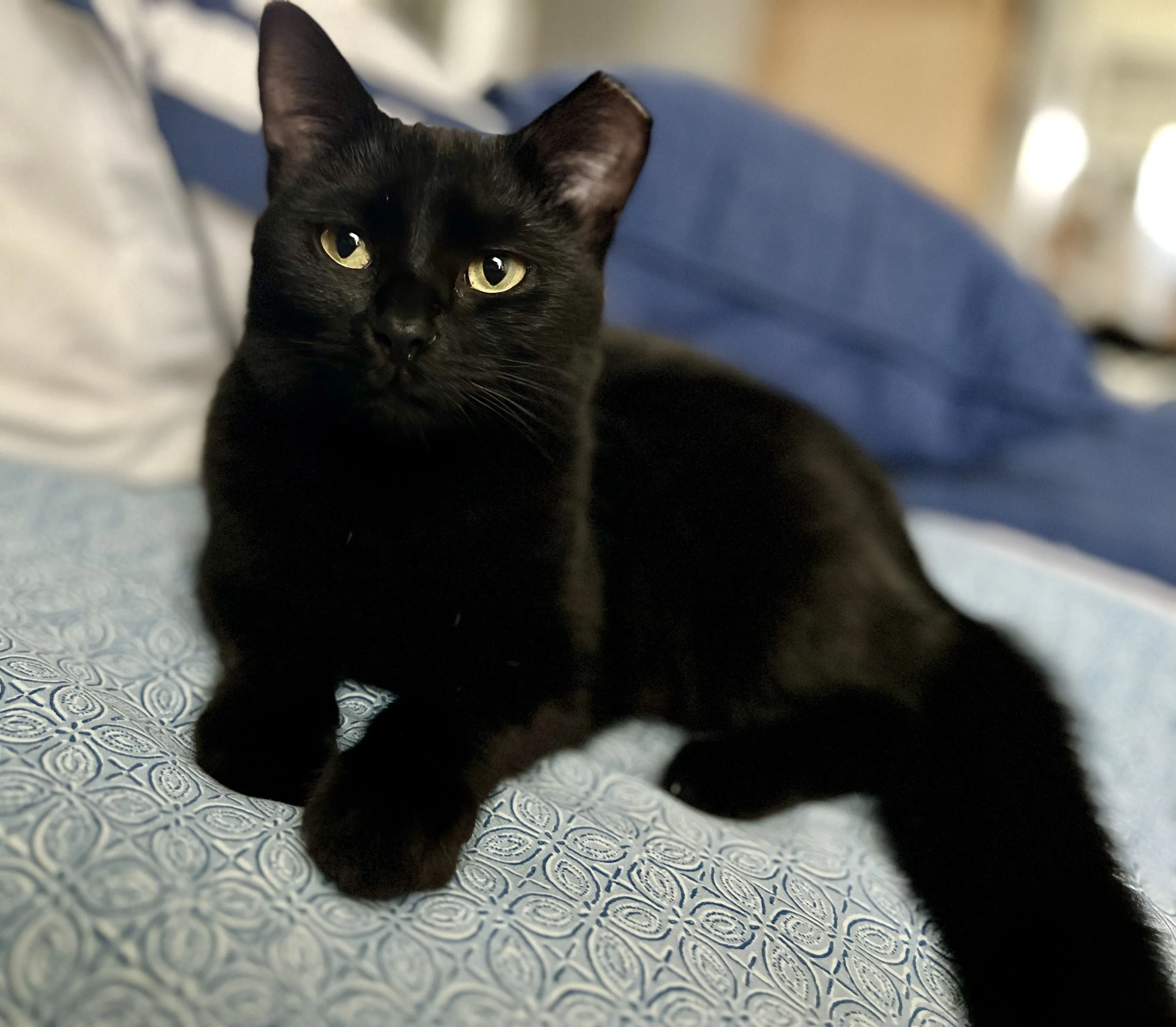 Lost pet-0