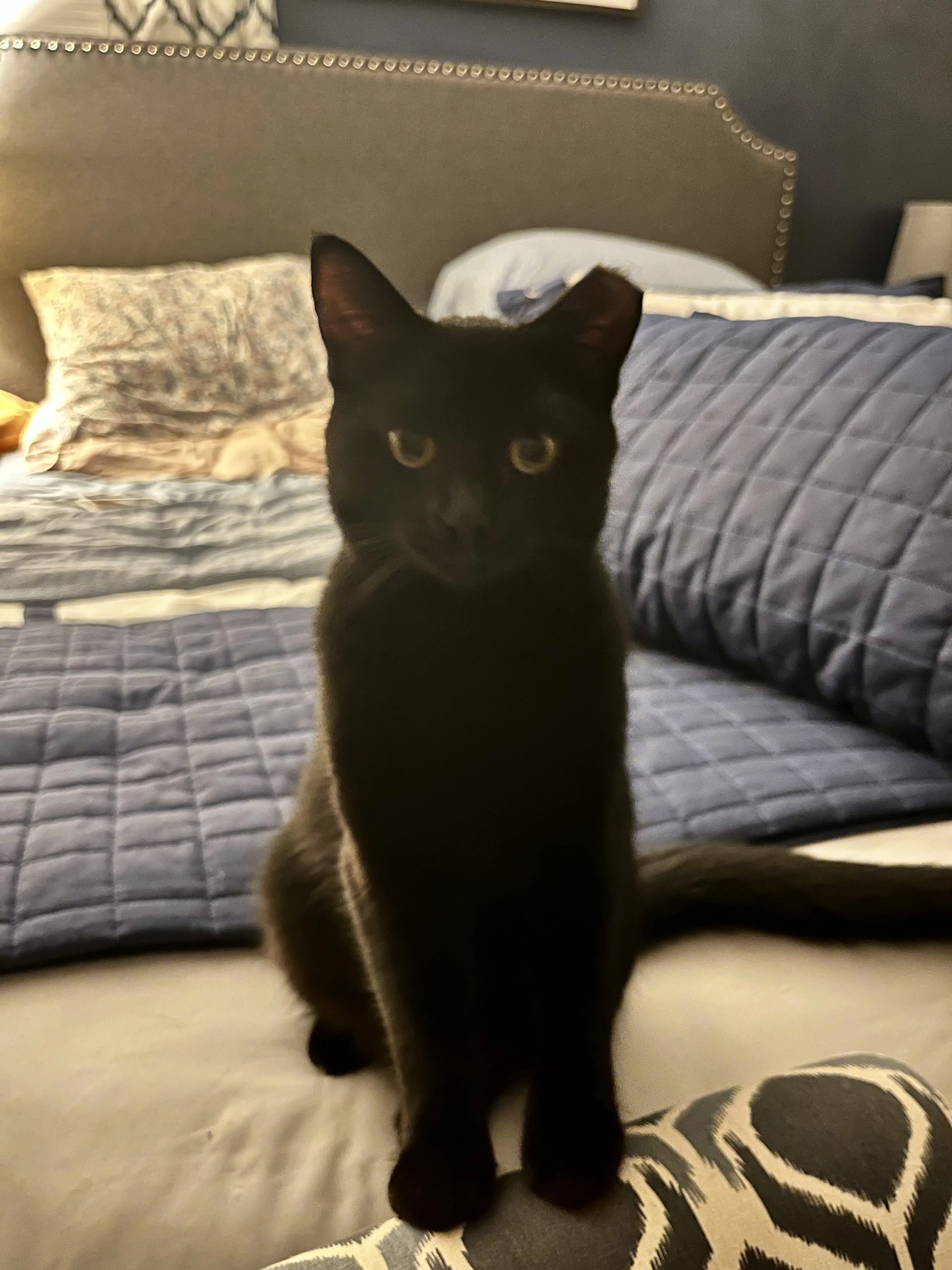Lost pet-1
