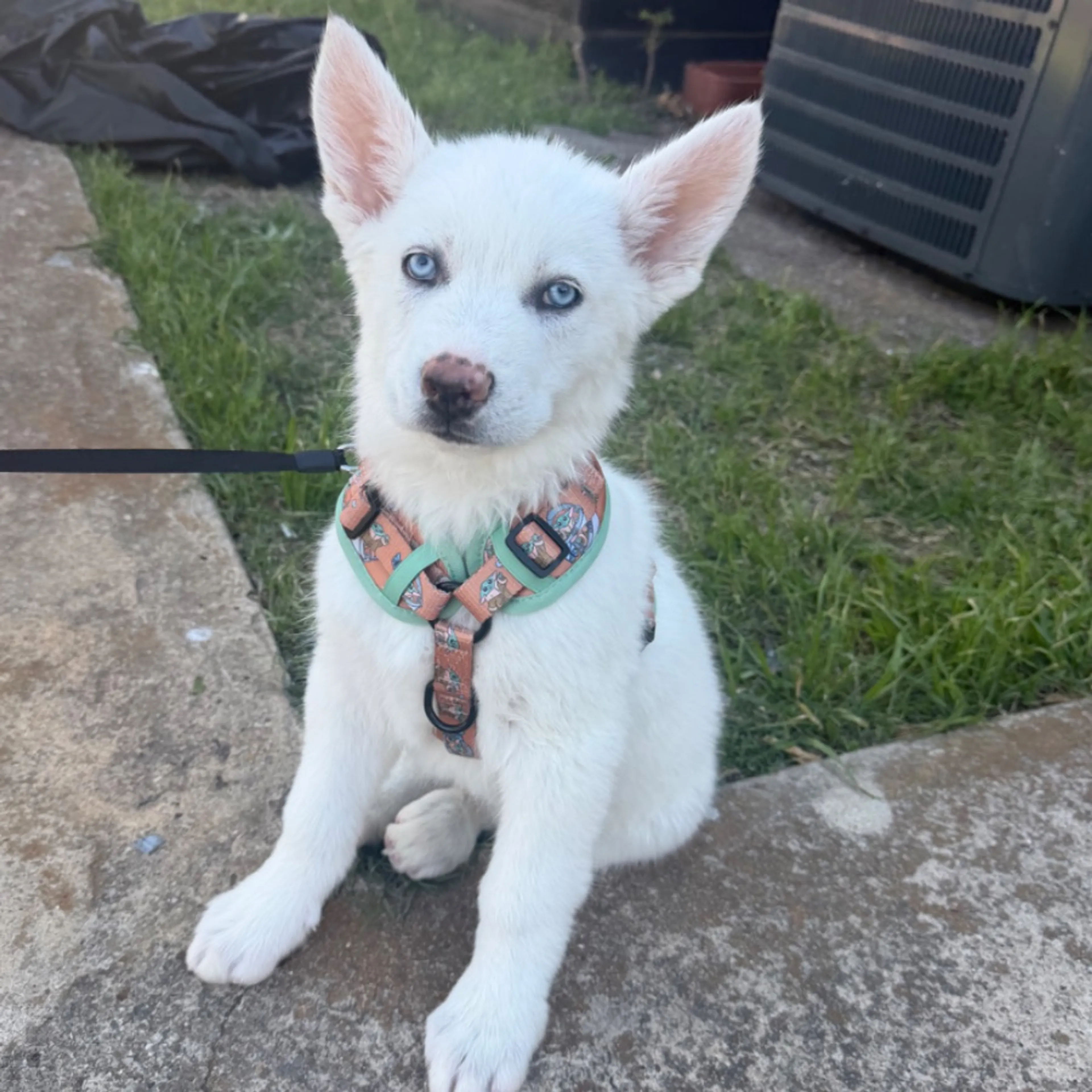Lost pet