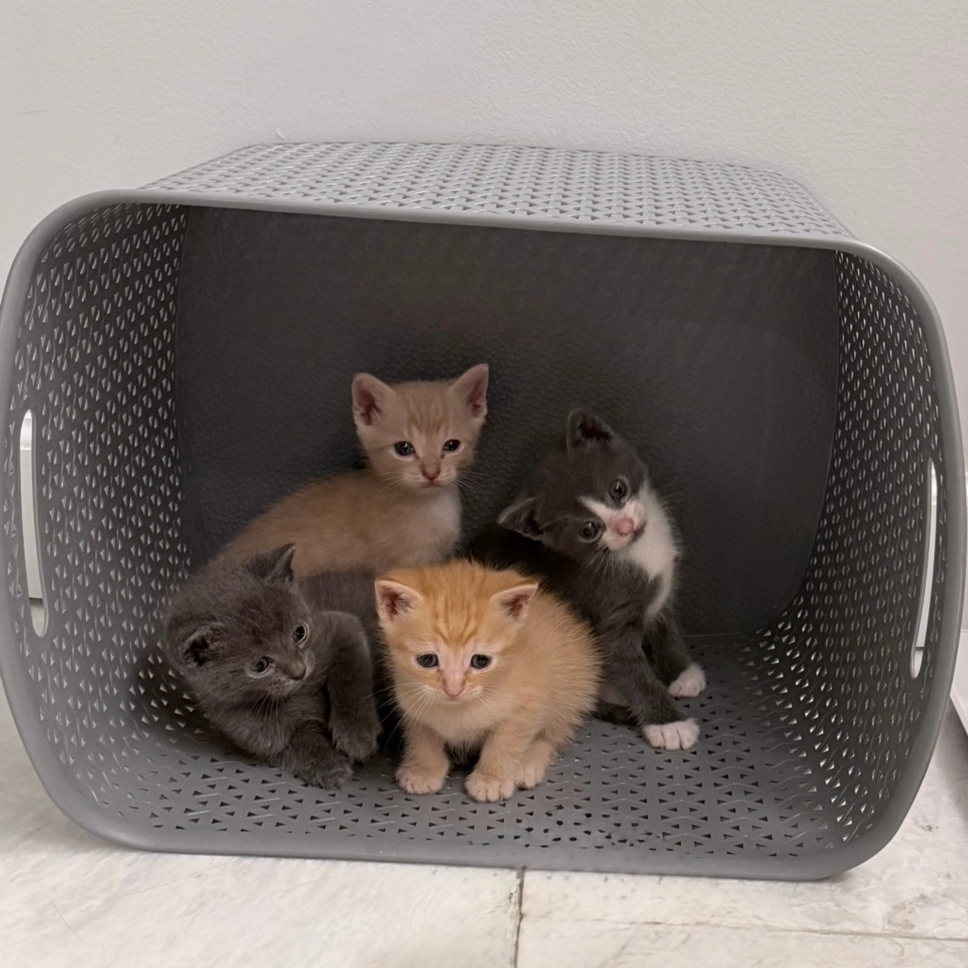 Found pet-2