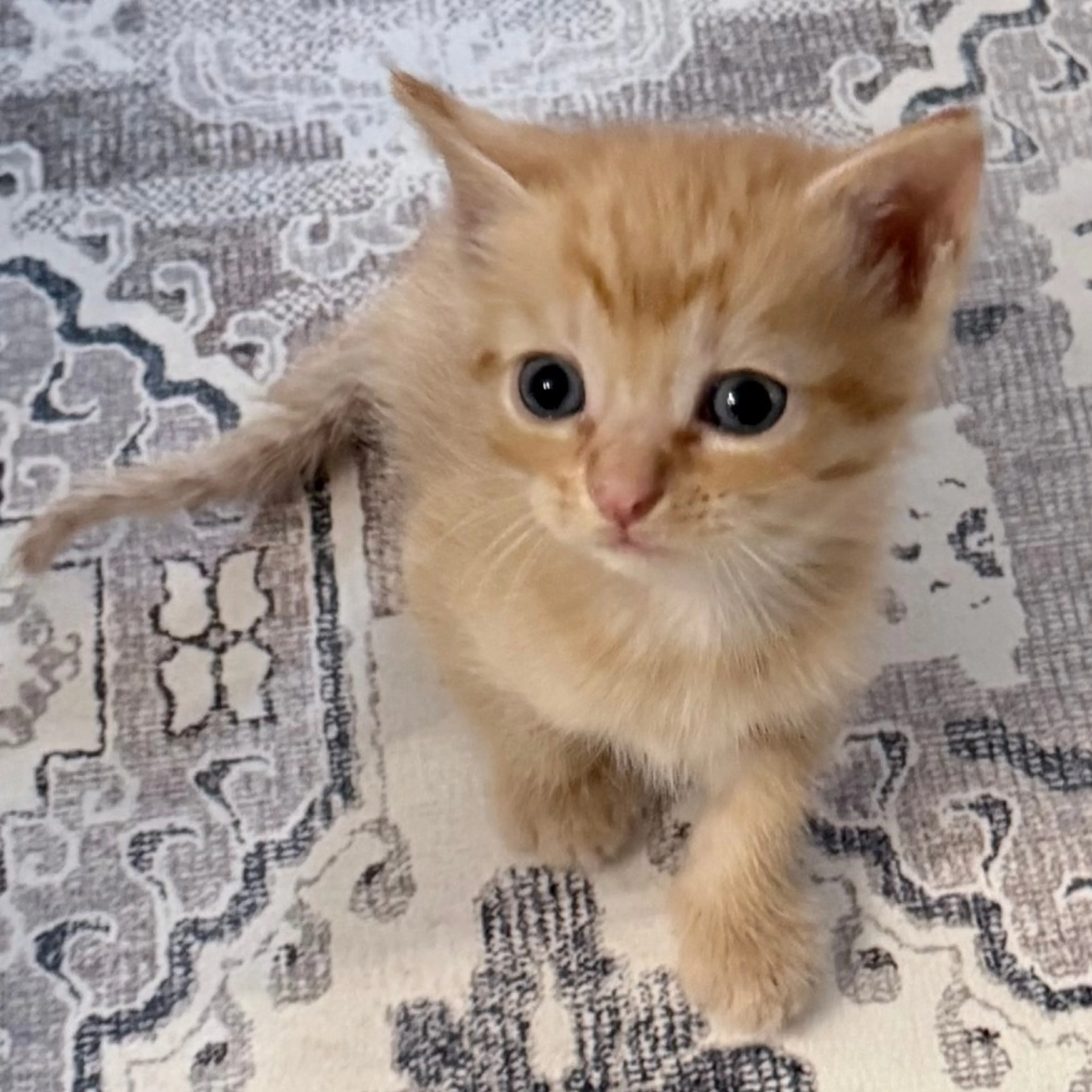 Found pet-0