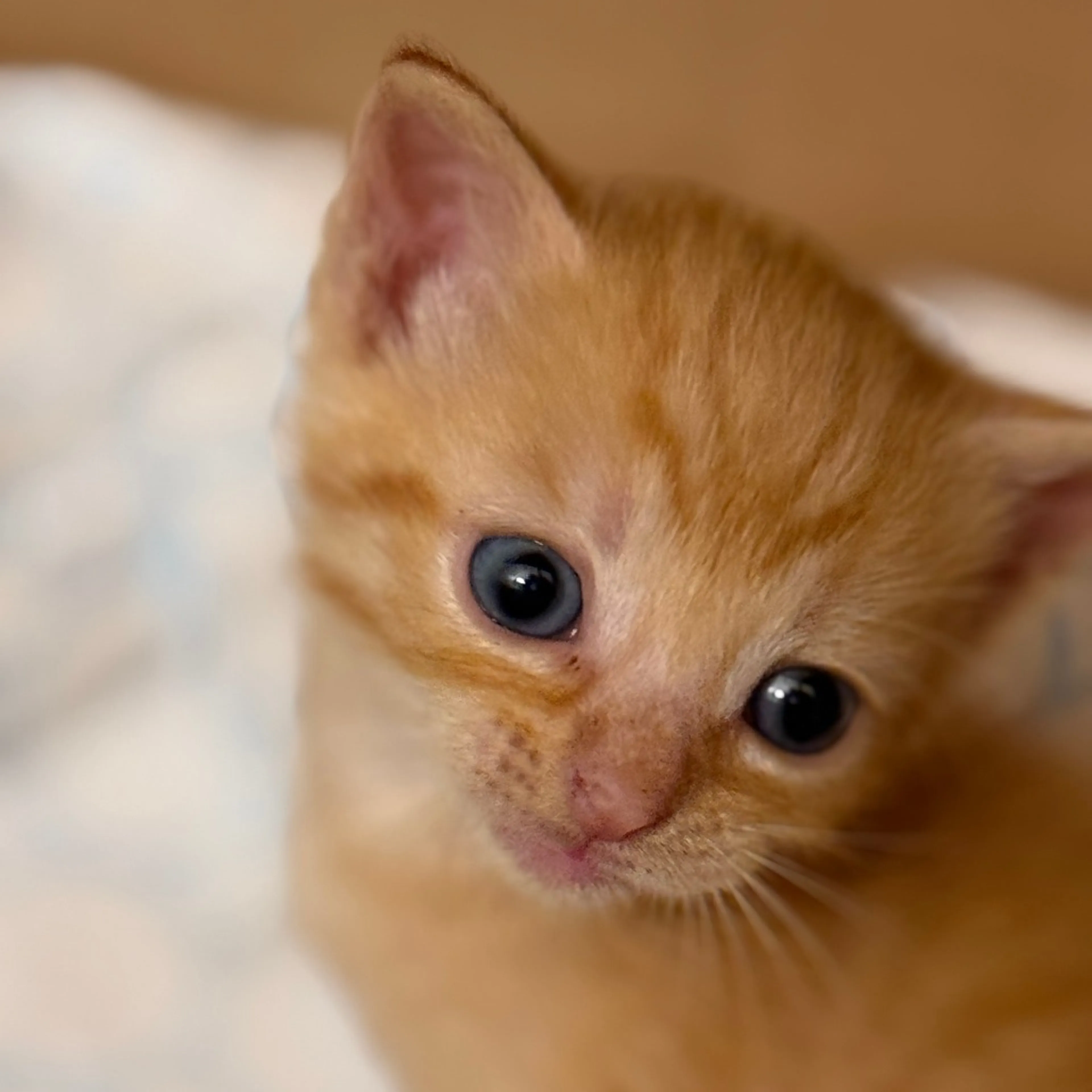 Found pet-4