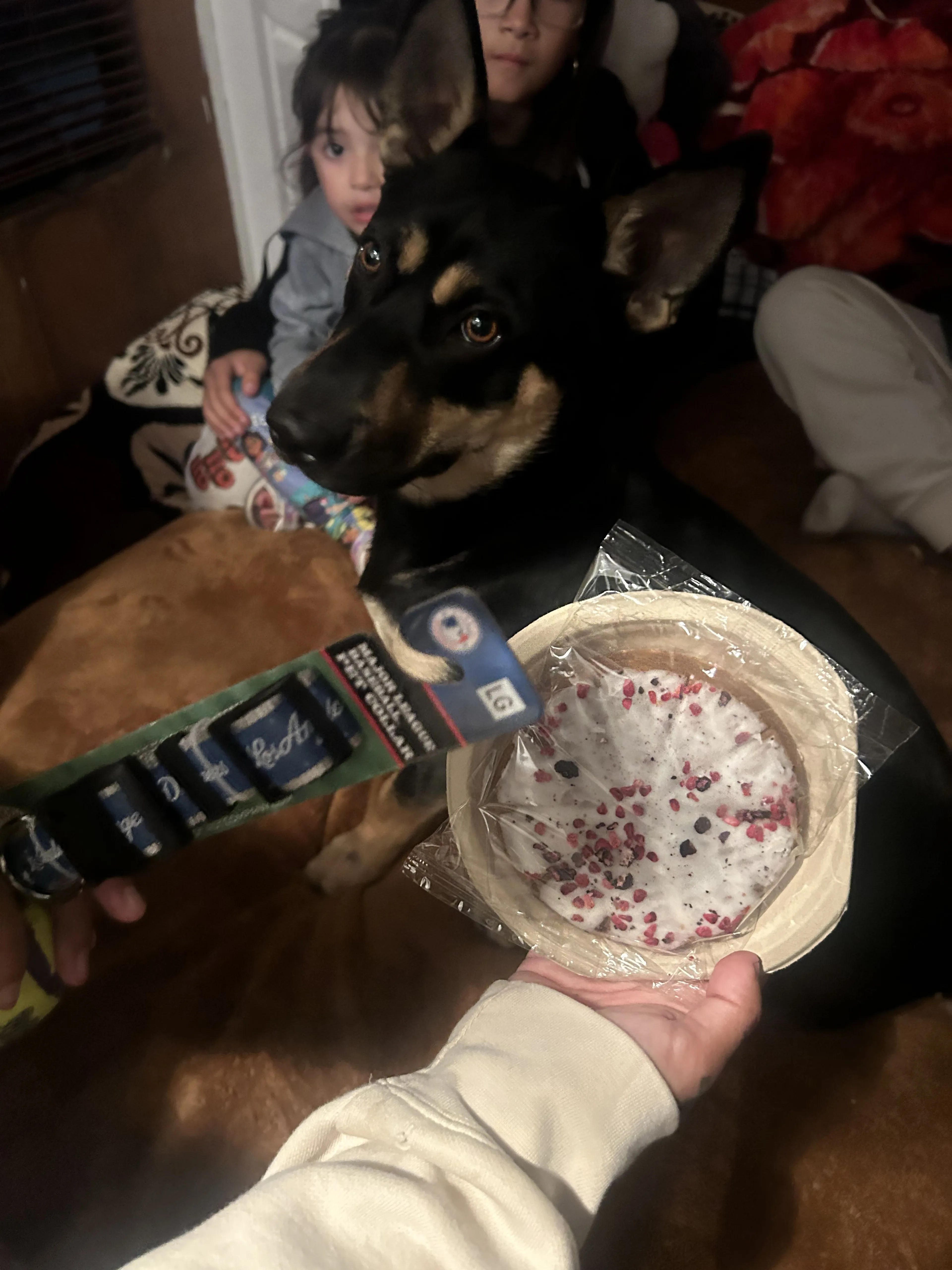Lost pet
