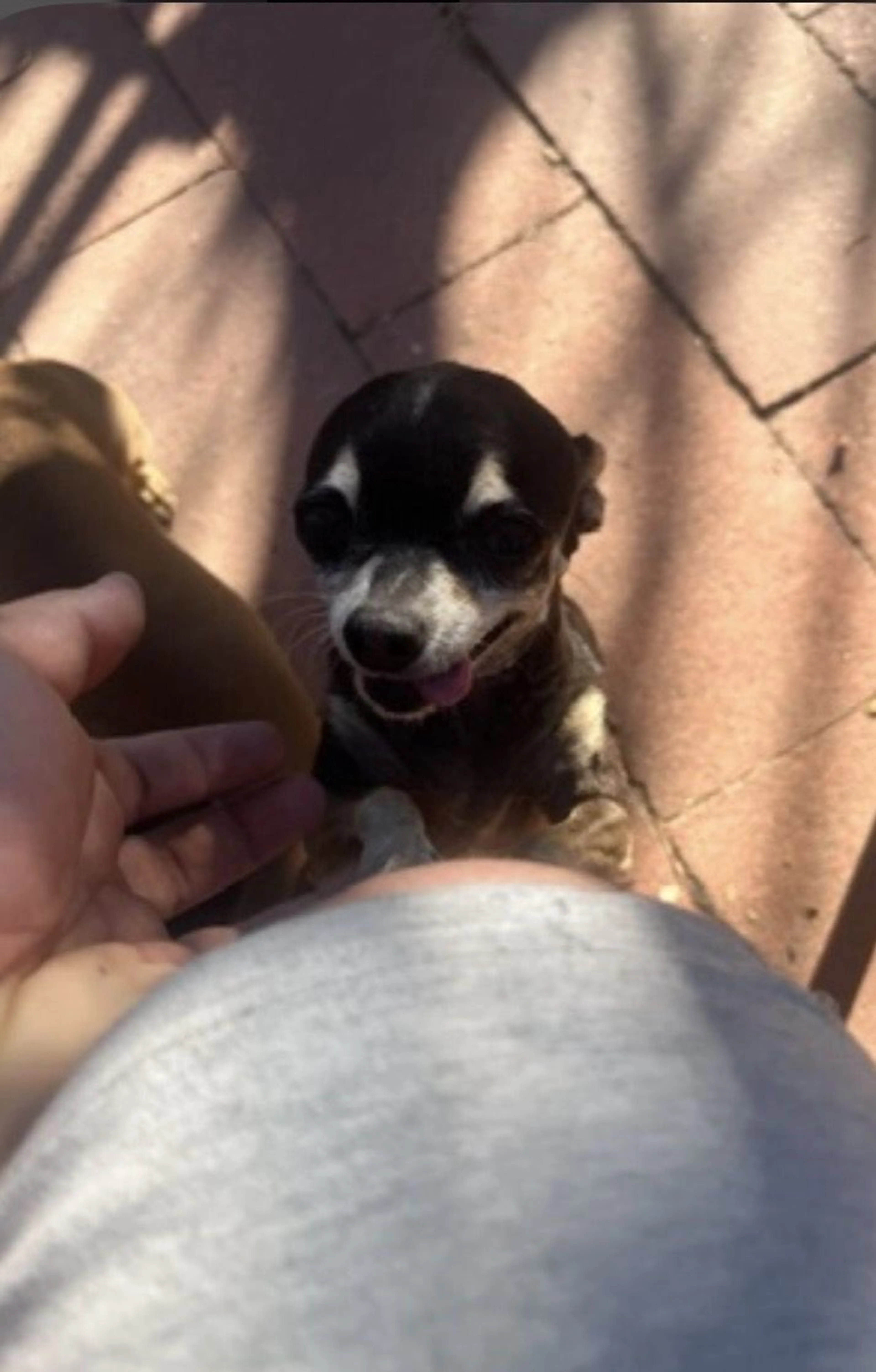 Lost pet-1