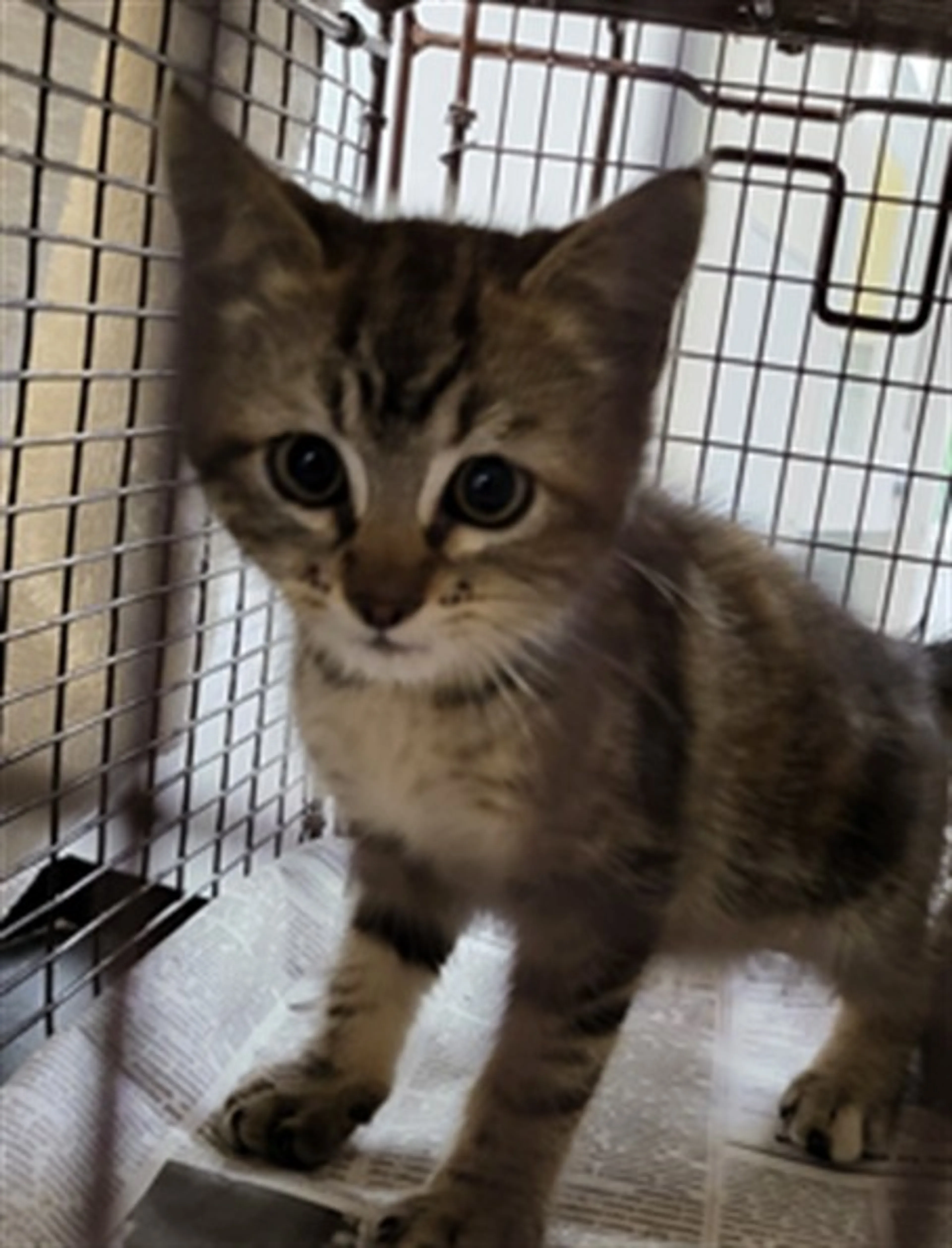 Found pet
