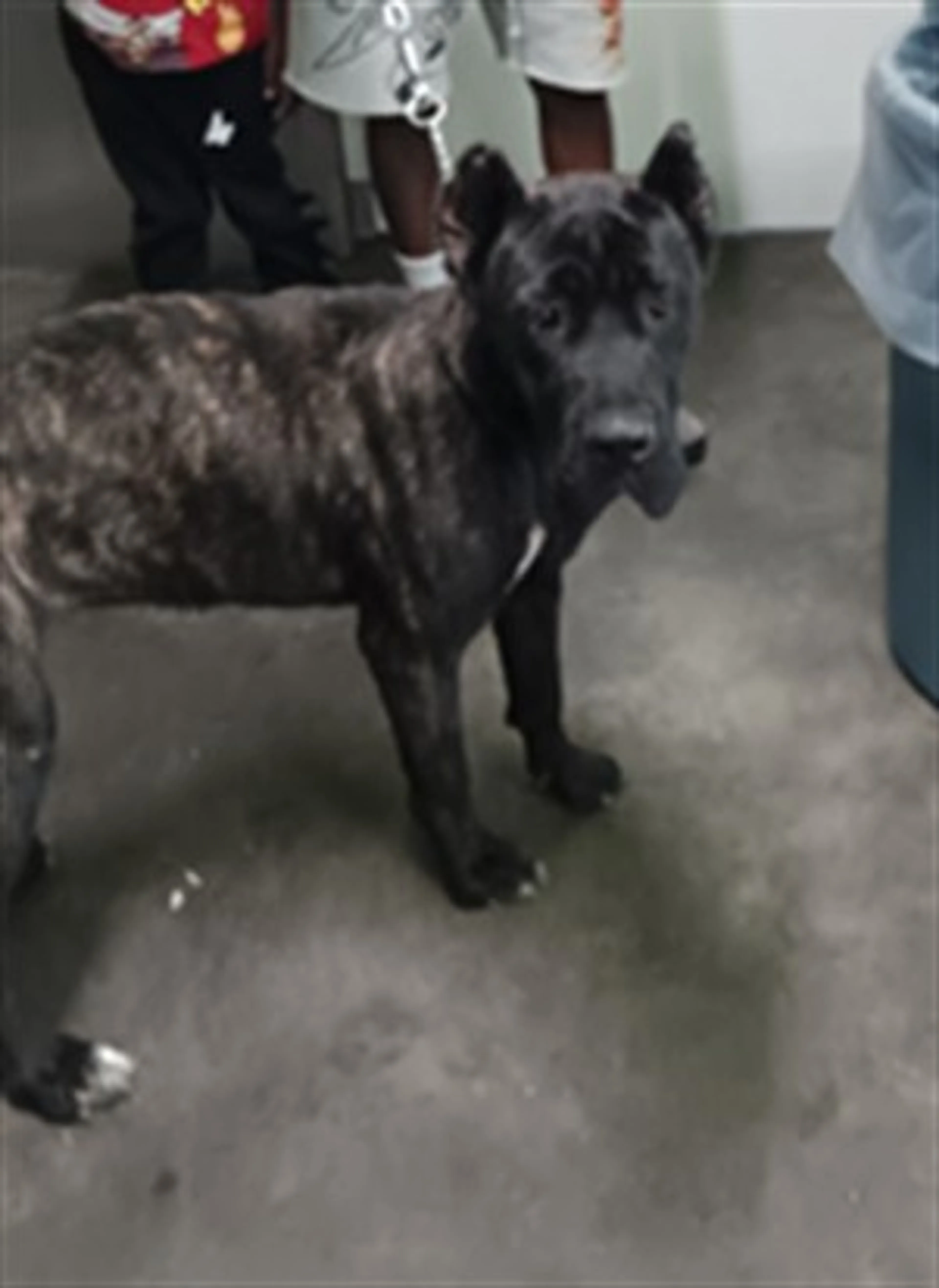 Found pet