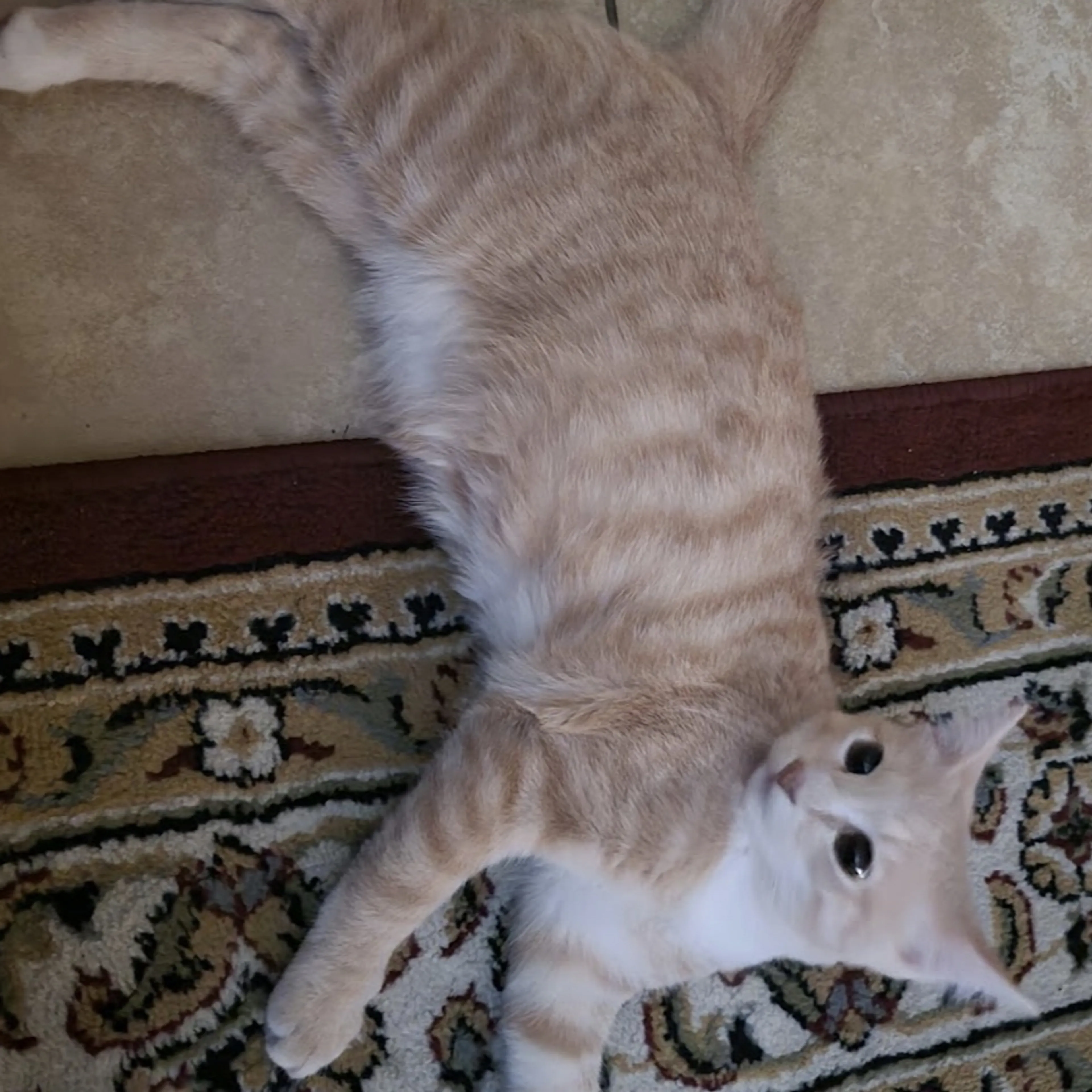 Lost pet-3