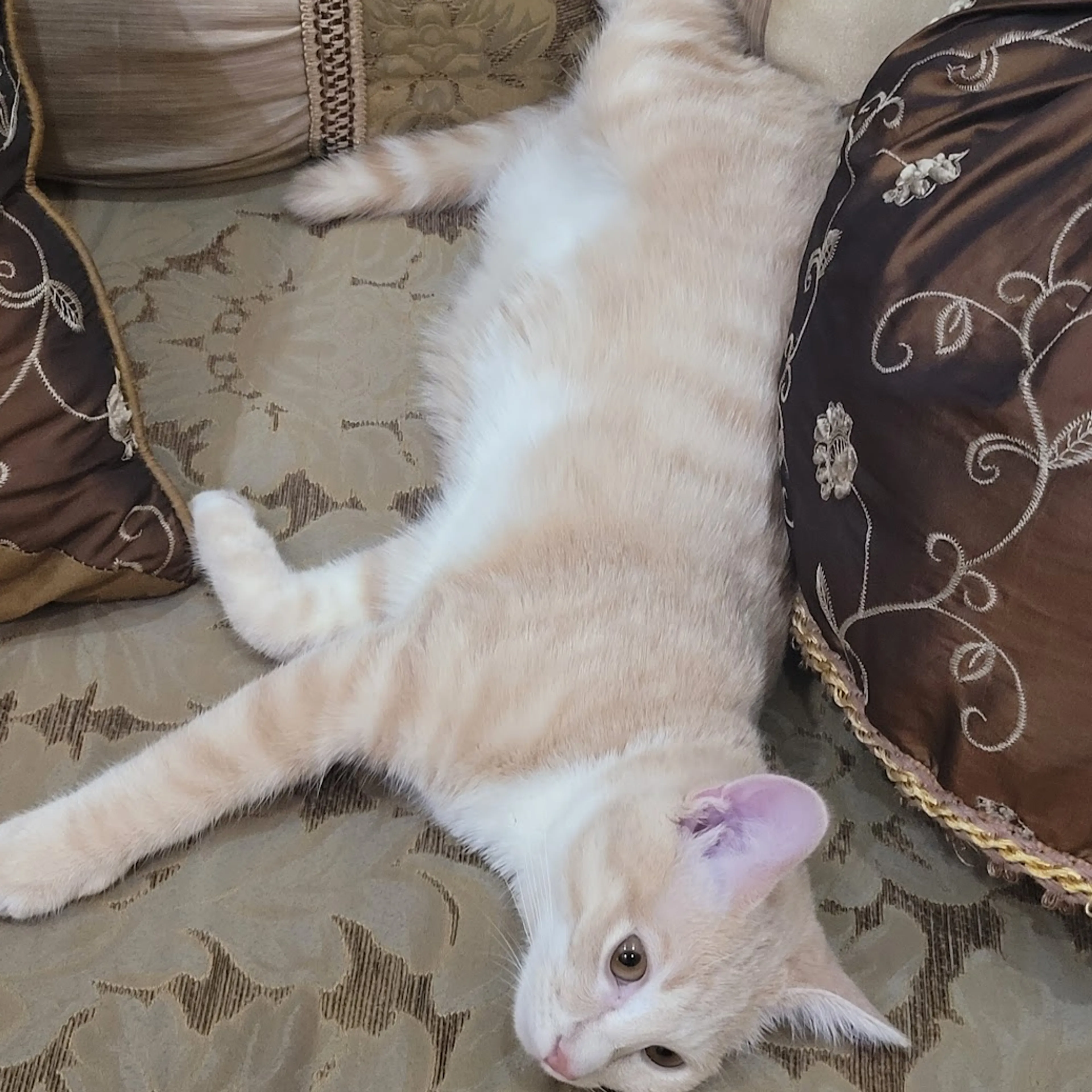 Lost pet-1