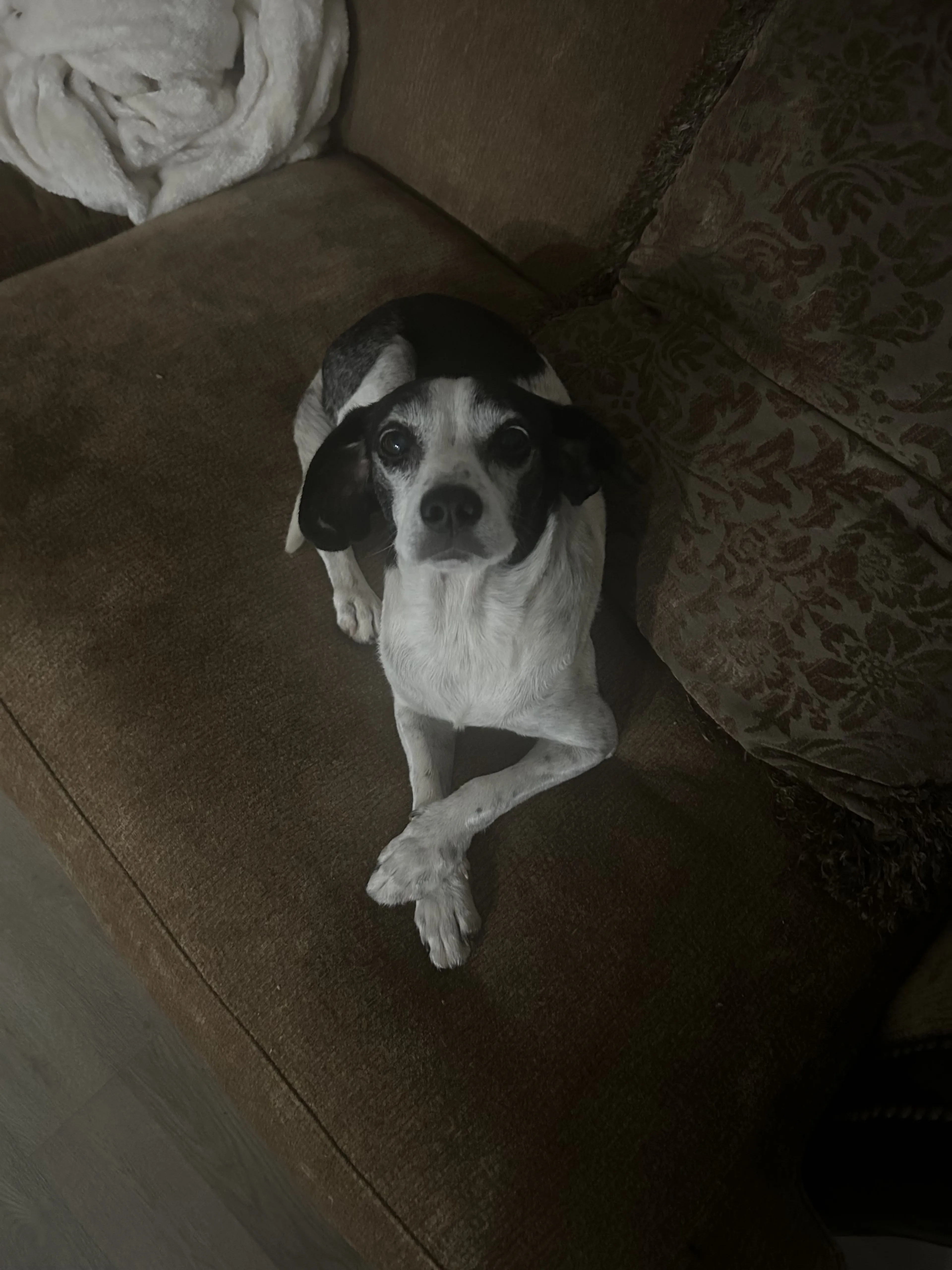 Lost pet