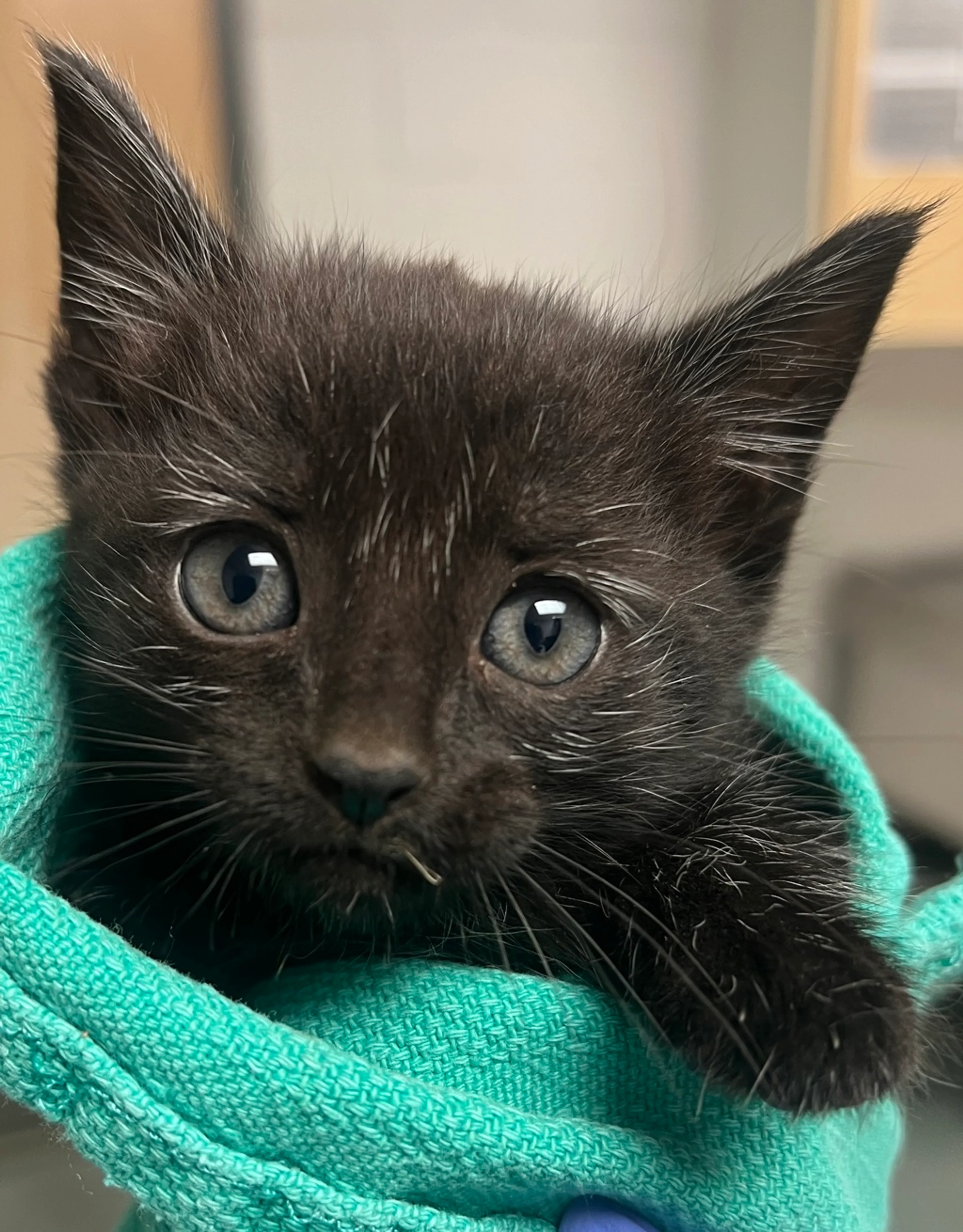 Found pet