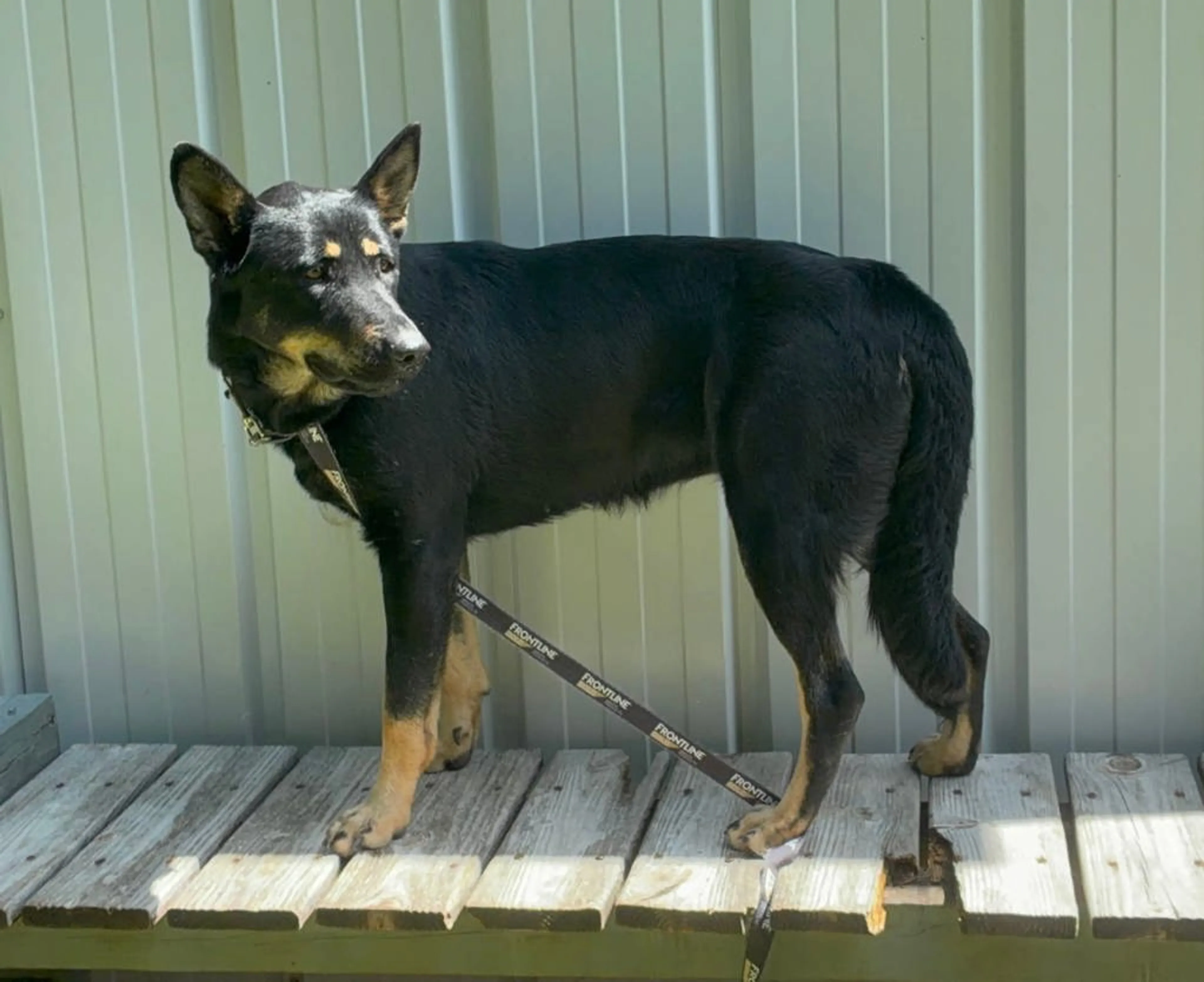 Found pet-1