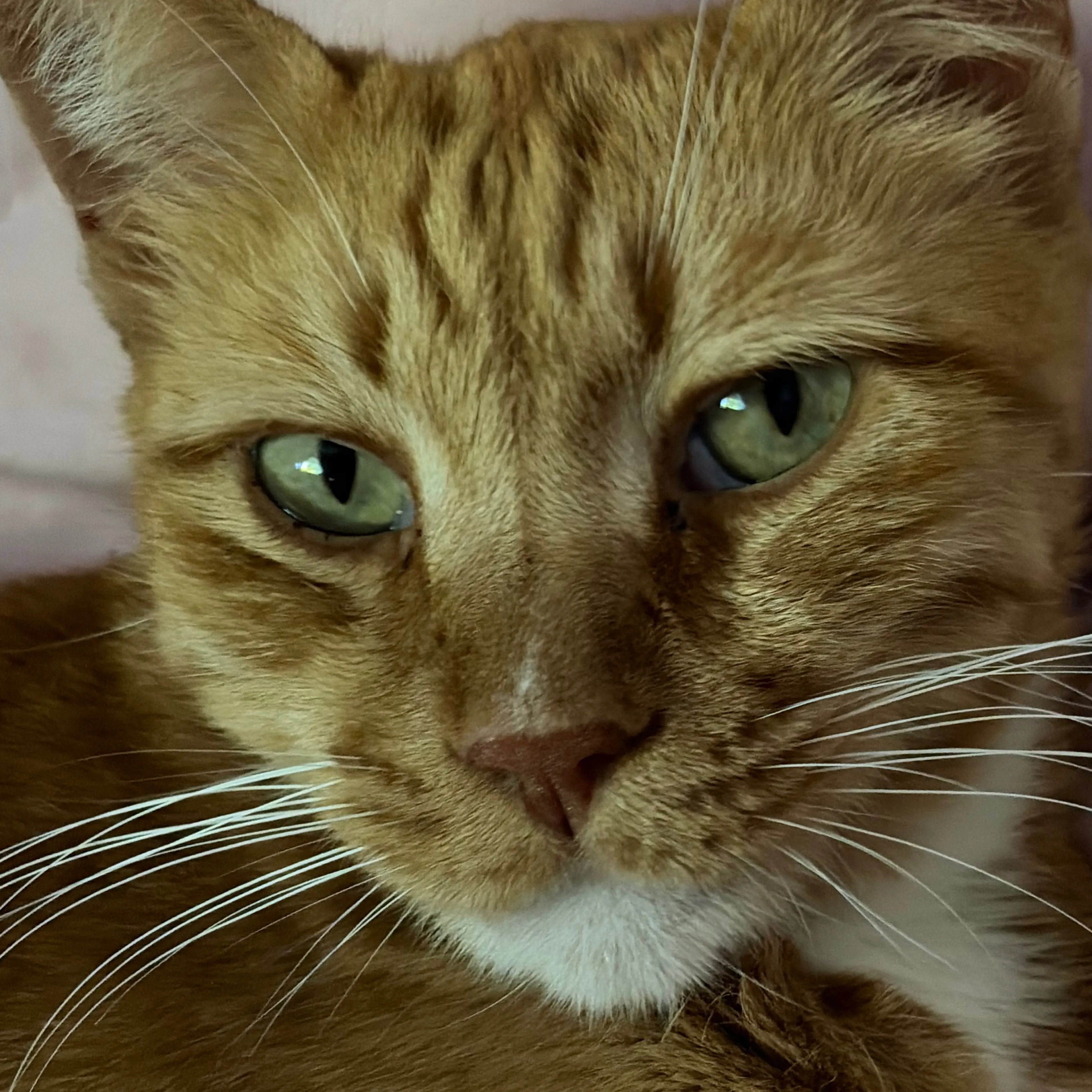 Lost pet-2