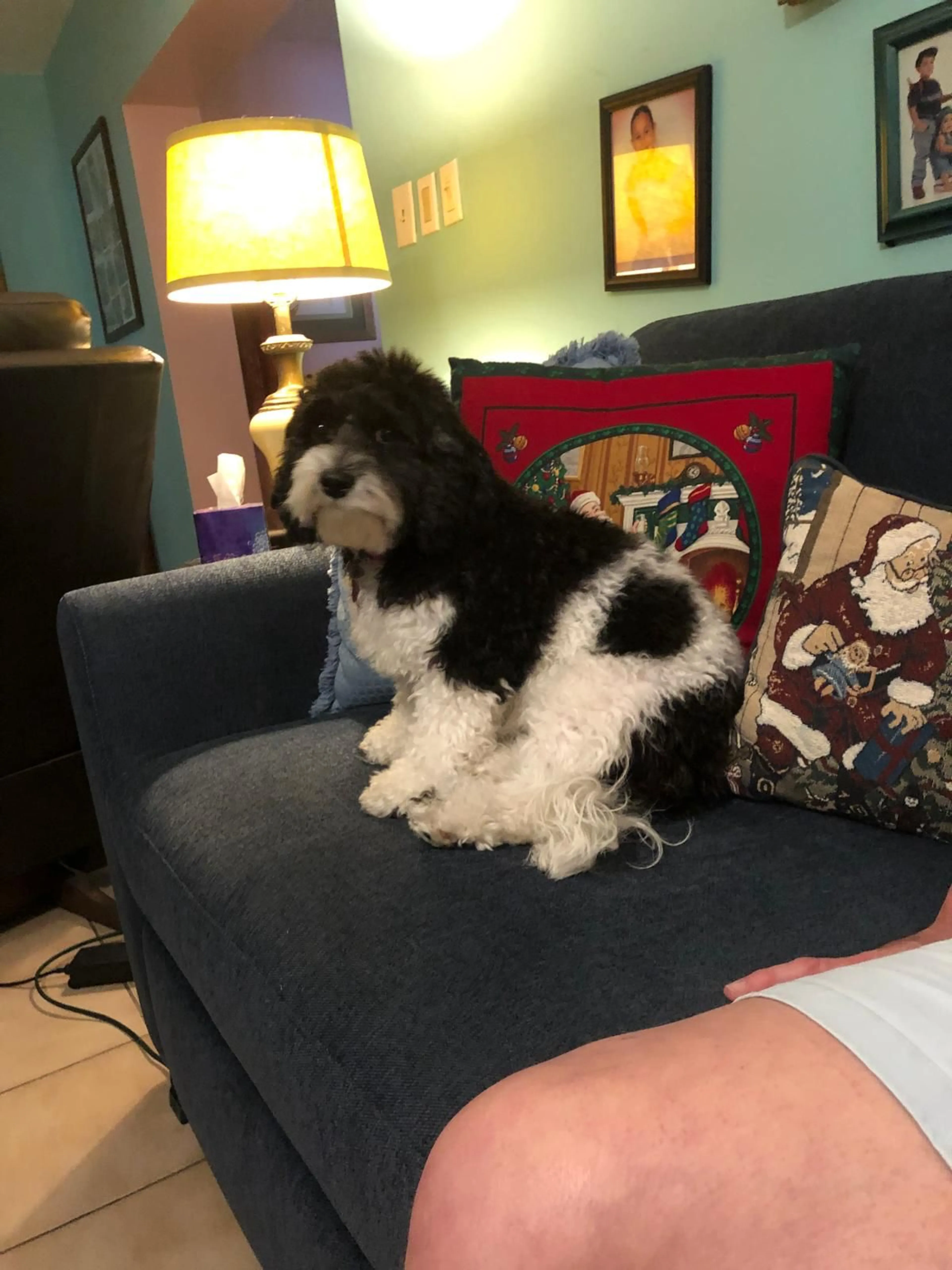 Lost pet