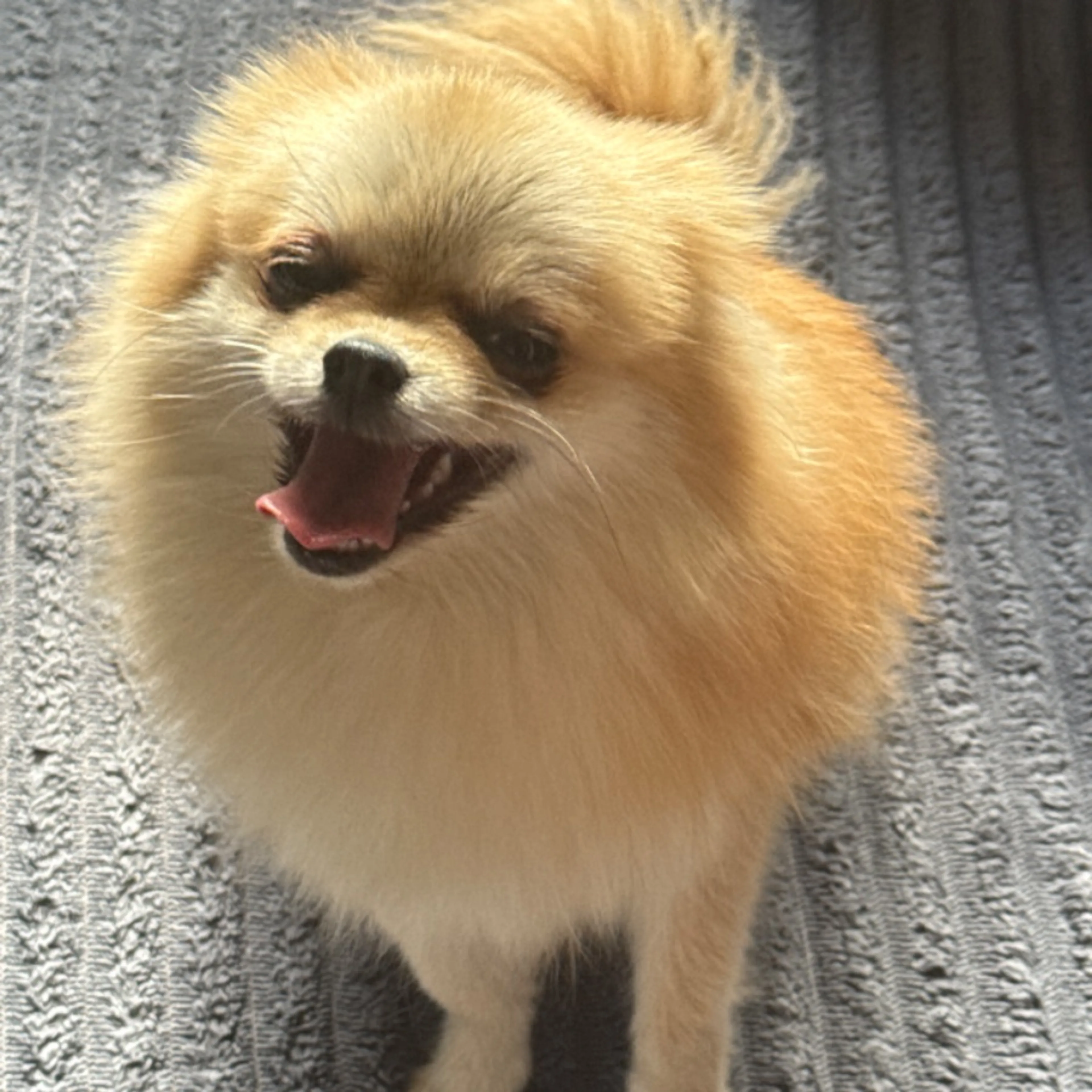 Found pet