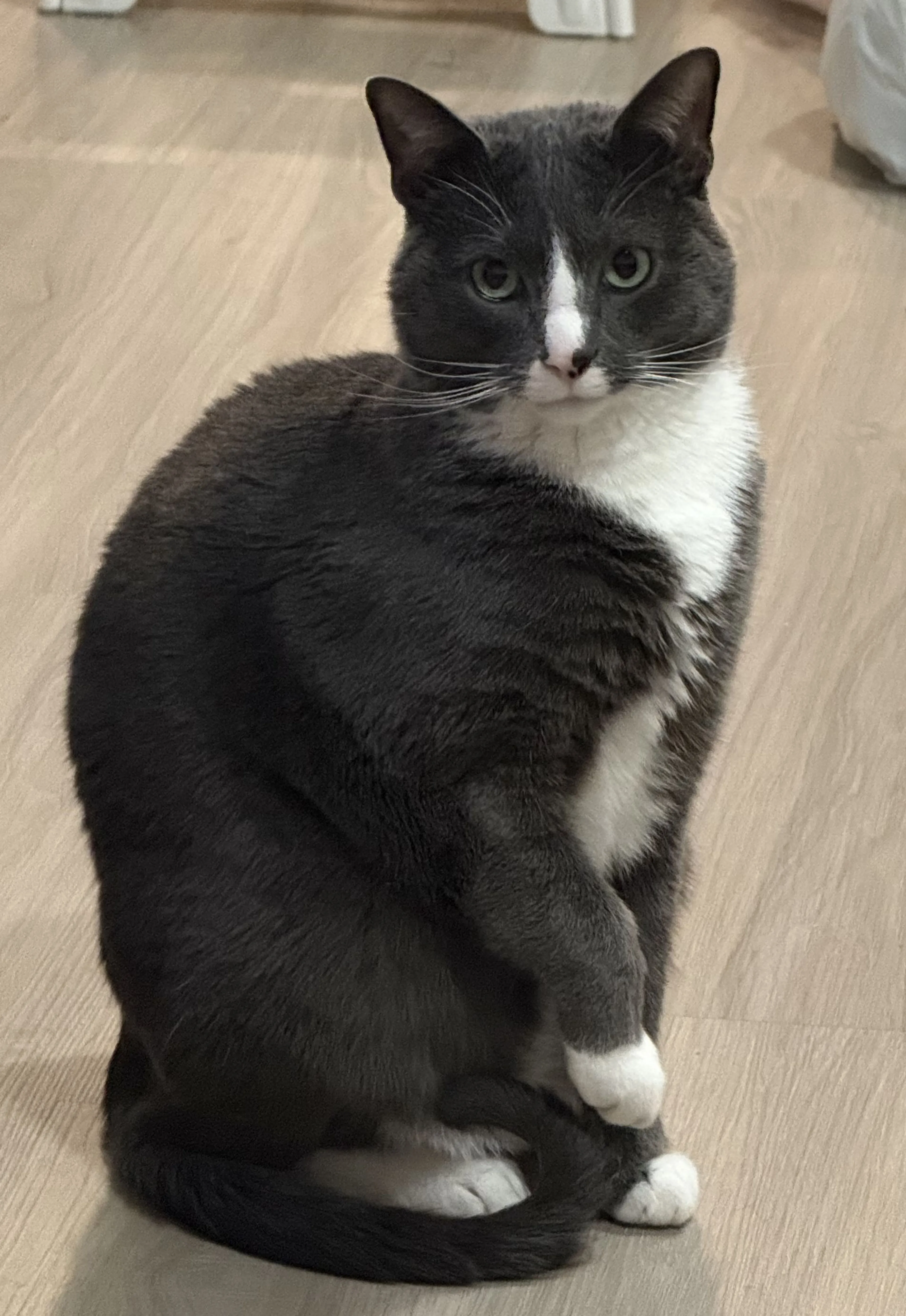 Lost pet