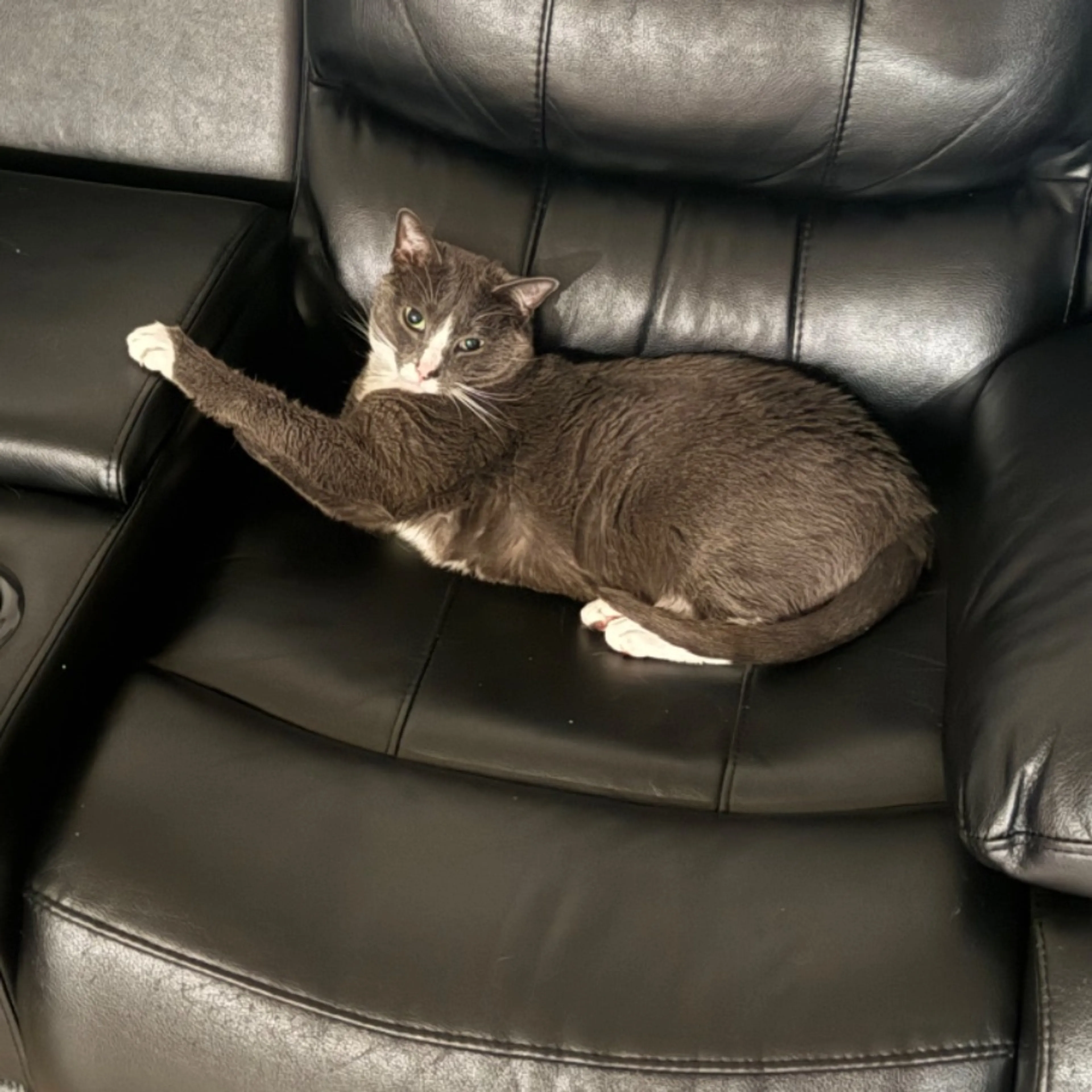 Lost pet-0