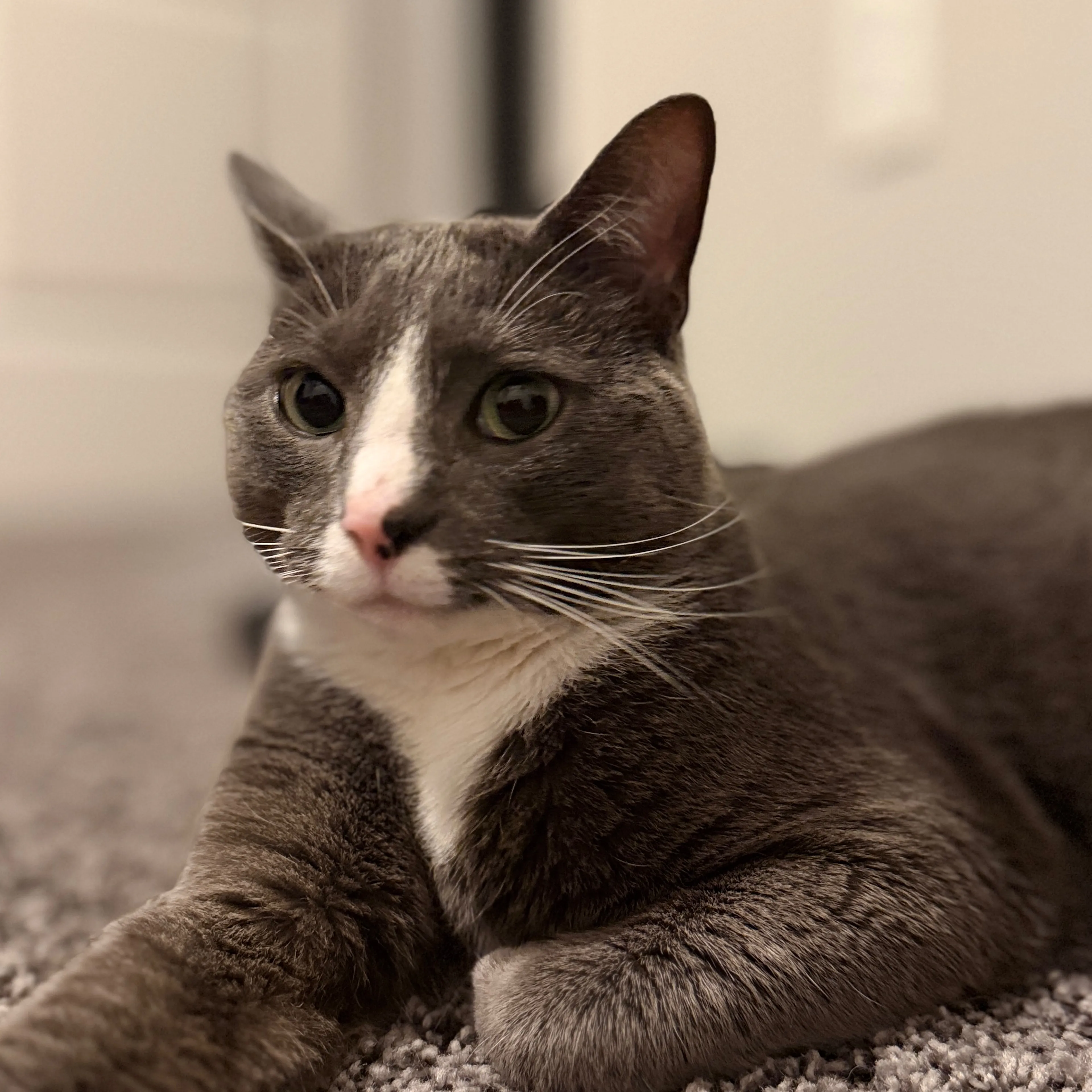 Lost pet-1