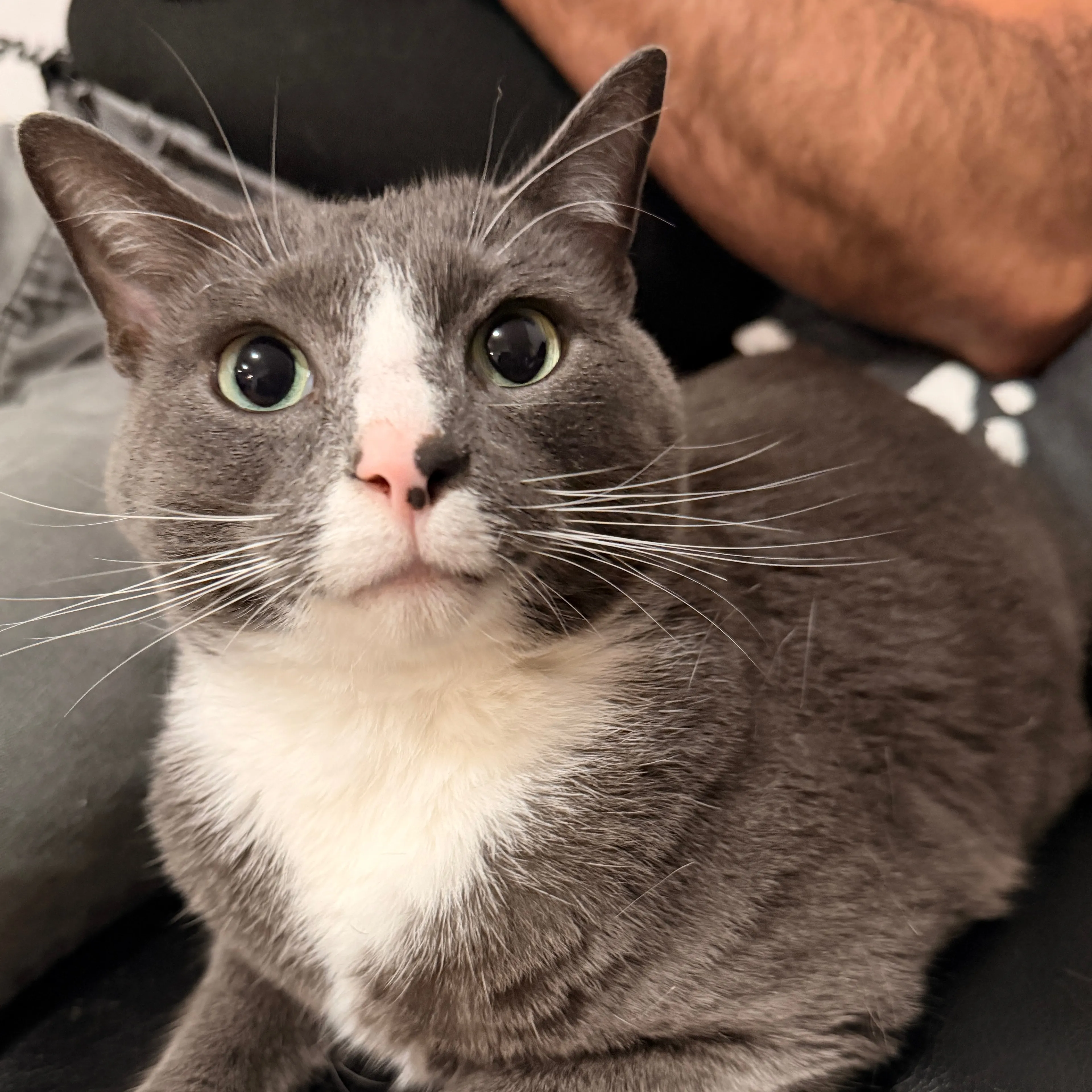 Lost pet-2