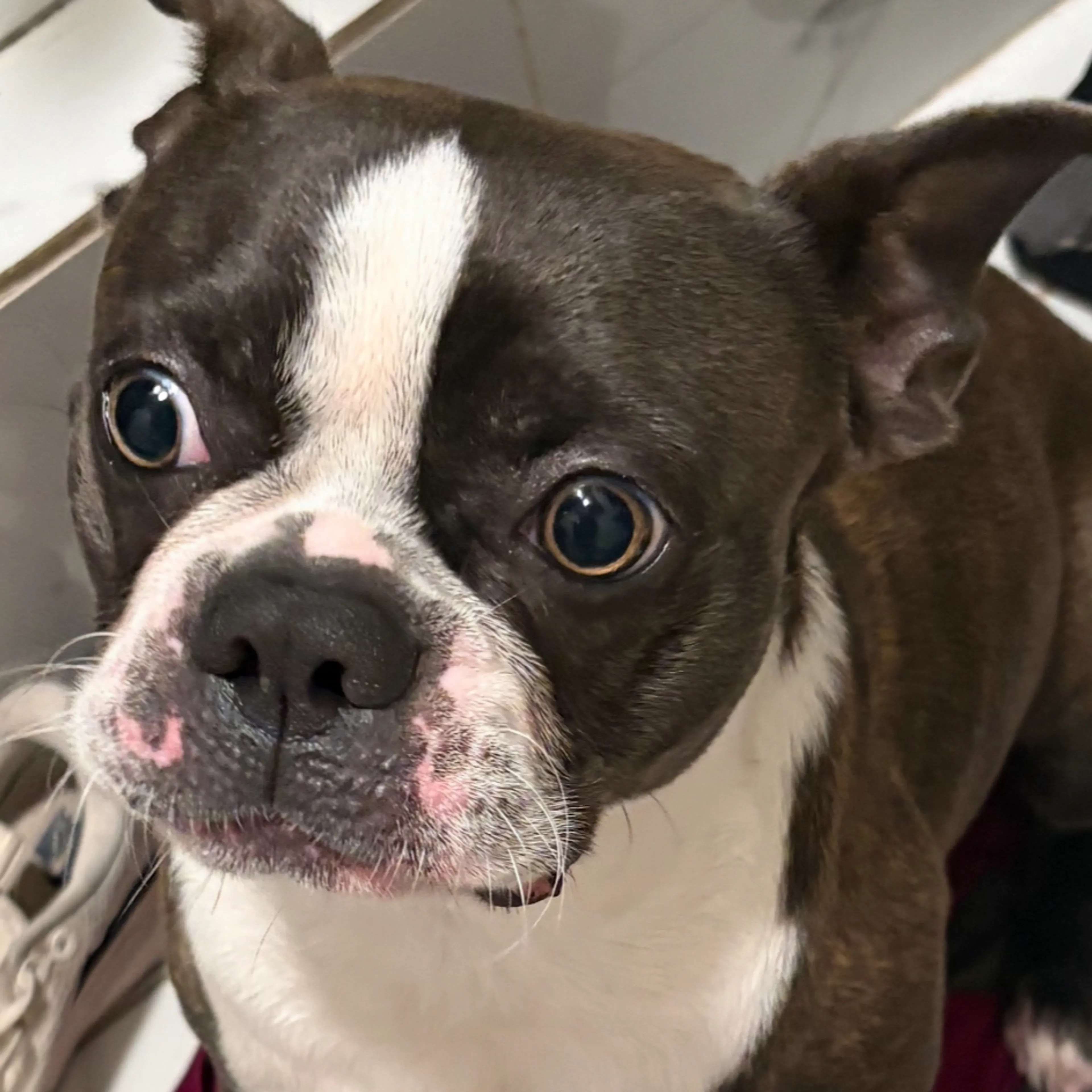 Lost pet-2